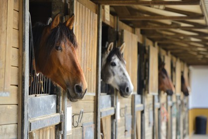 Spain, Andalusia, Seville Province, Utrera, the Ayala stud farm (Yeguada Ayala), Andalusian horse also known as the Pure Spanish Horse or PRE (Pura Raza Espanola)