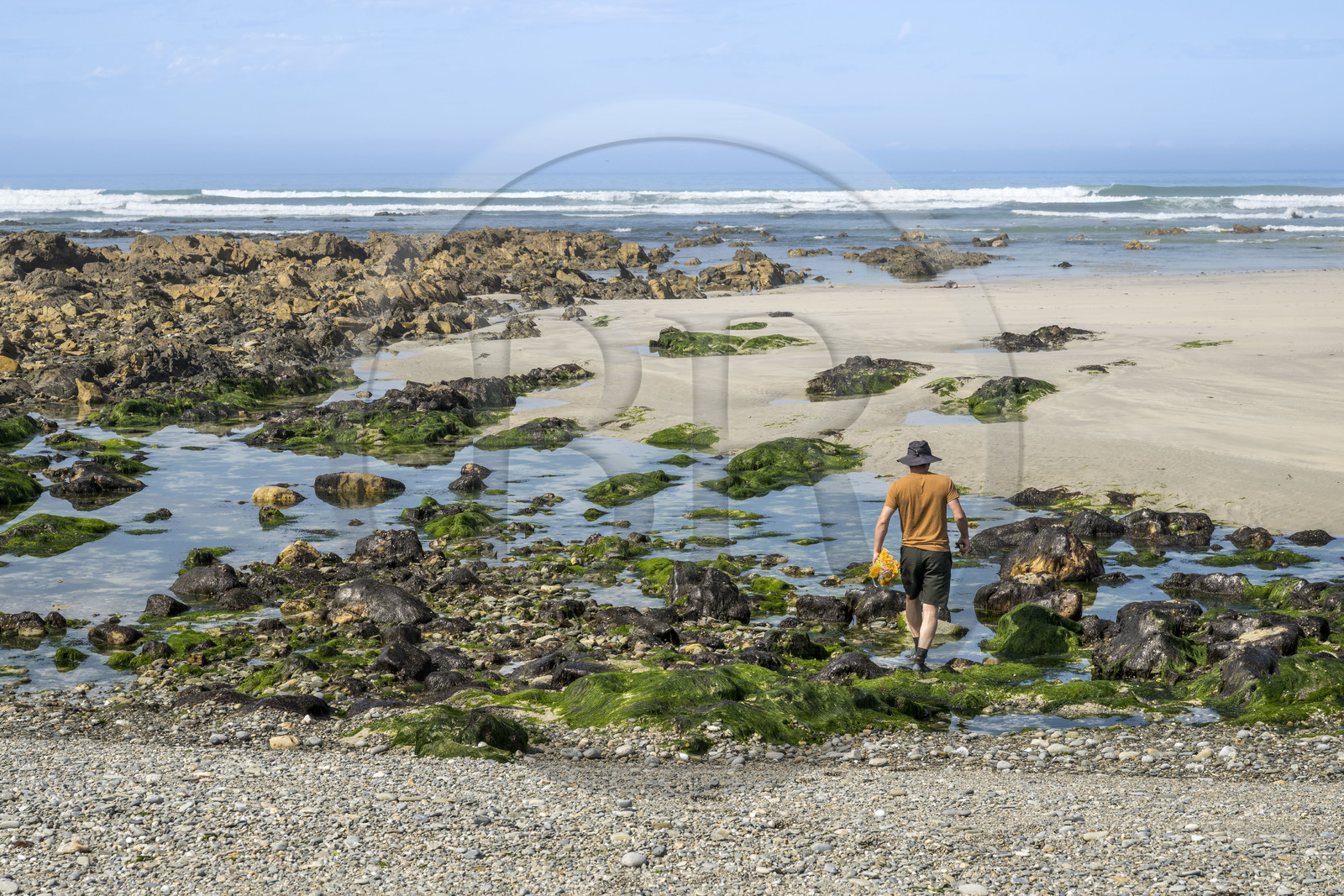 France, Finistère (29), Pays Bigouden, Baie d'Audierne, Plozévet, Lenny Gouedic co créateur de Begood Alg, récolte à pied d'algues sauvages alimentaires sur la plage à marée basse