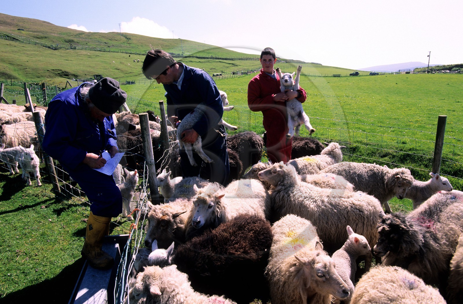 Royaume-Uni, Ecosse, les Shetland, sud du Mainland sur la côte ouest, castration des agneaux vers Scousburgh