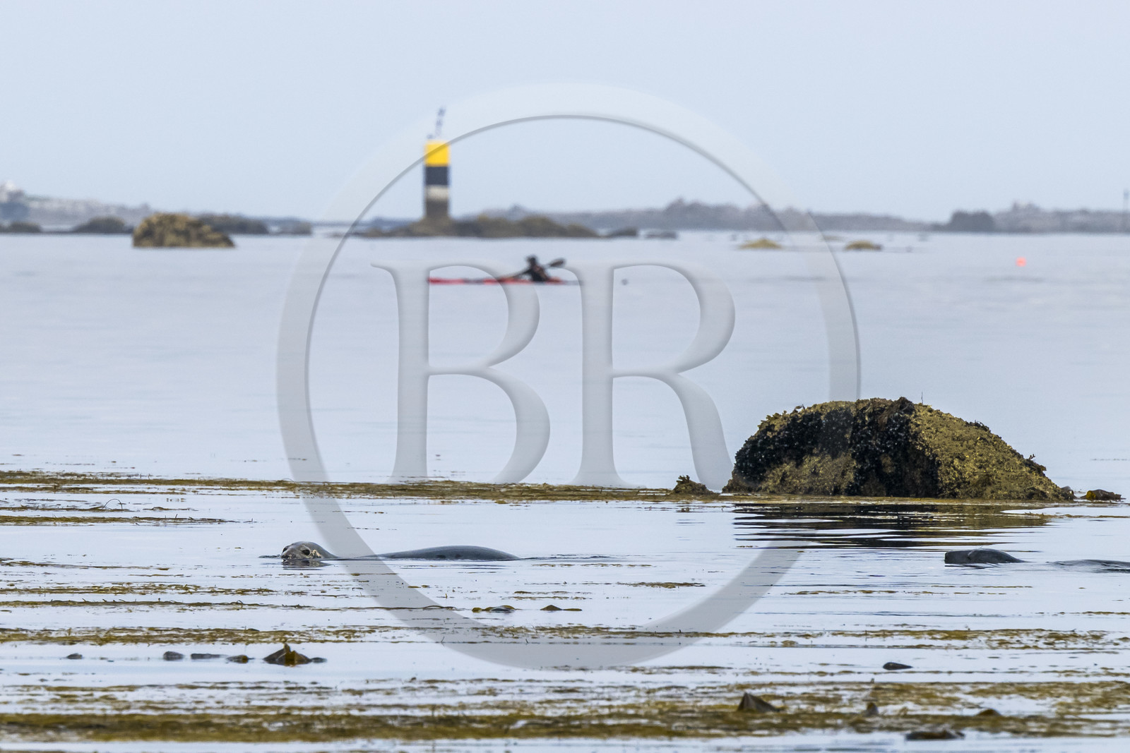 France, Finistère, Penmarch, Étocs archipelago, kayak trip from the Guilvinec Nautical Center to discover the gray seal (halichoerus grypus) in the rocks at low tide