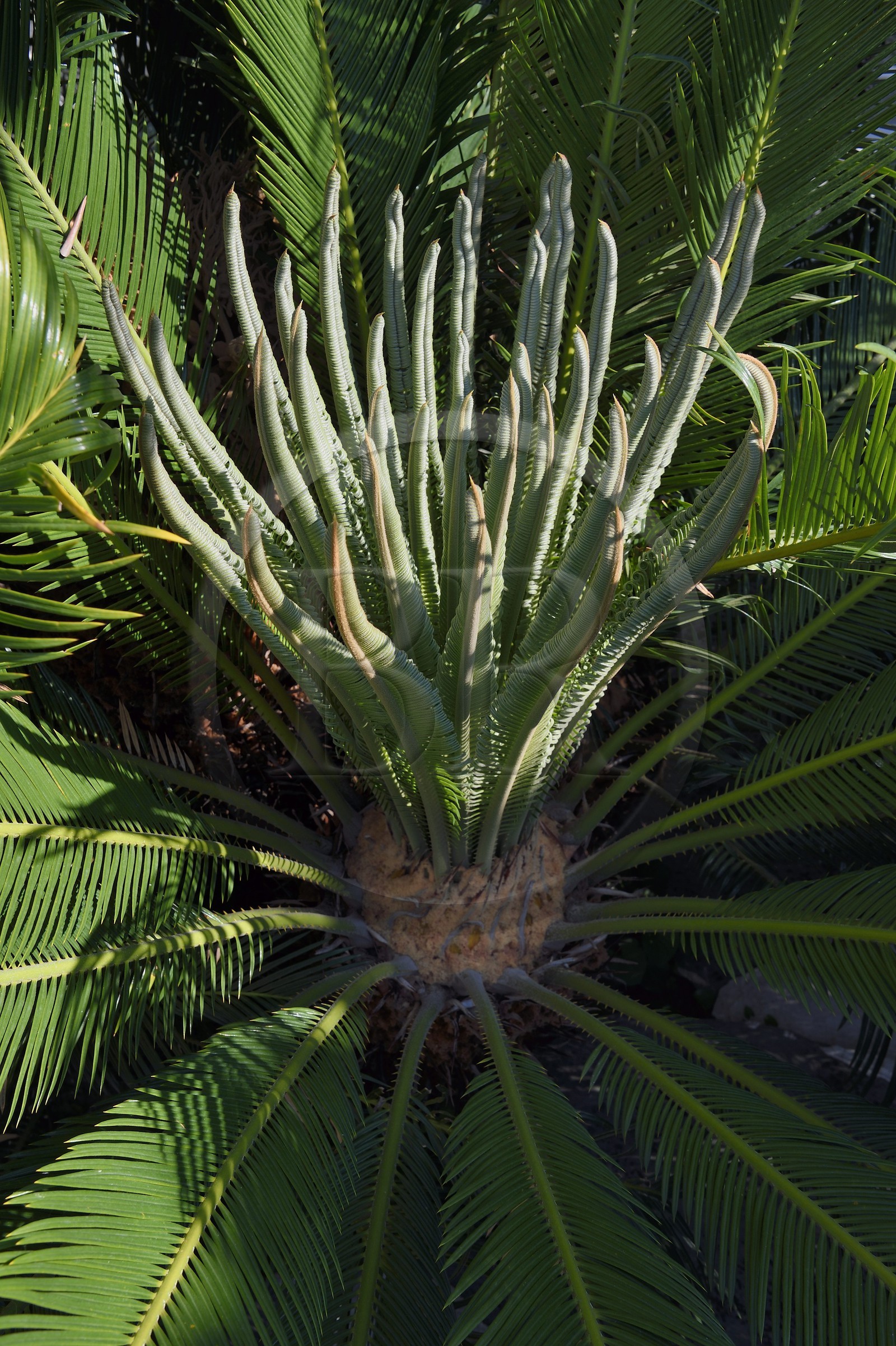 France, Alpes-Maritimes (06), Menton, le domaine de la Citronneraie créé par François Mazet et son jardin d'agrément dédié aux plantes tropicales, Cycas du Japon (Cycas revoluta)