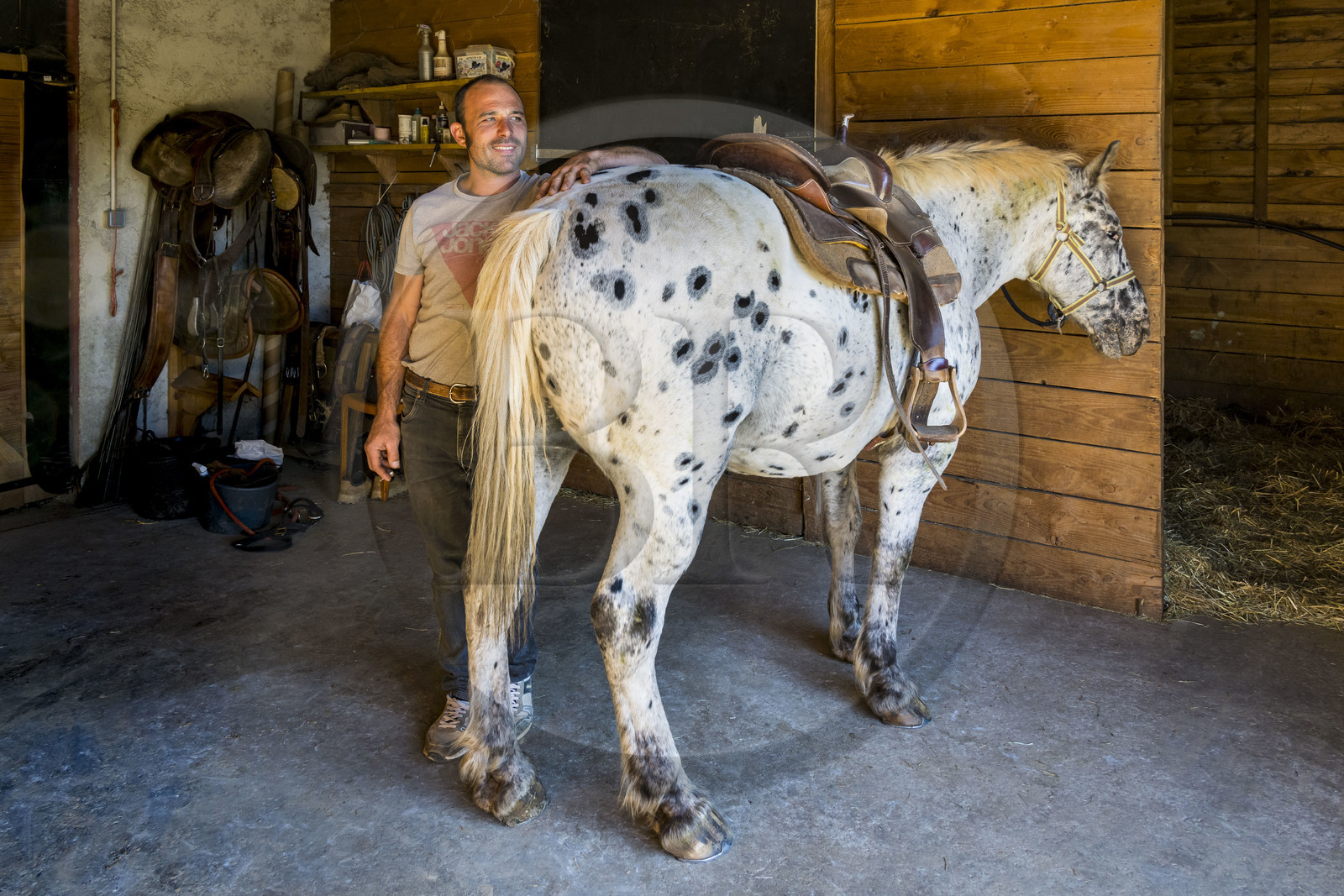 France, Hérault (34), les Causses et les Cévennes, paysage culturel de l'agro-pastoralisme méditerranéen inscrit au Patrimoine Mondial de l'UNESCO, La Vacquerie-et-Saint-Martin-de-Castries, le Mas de Cisco, Jordi Amposta dirige les activités équines avec sa compagne Alexandra Samard
