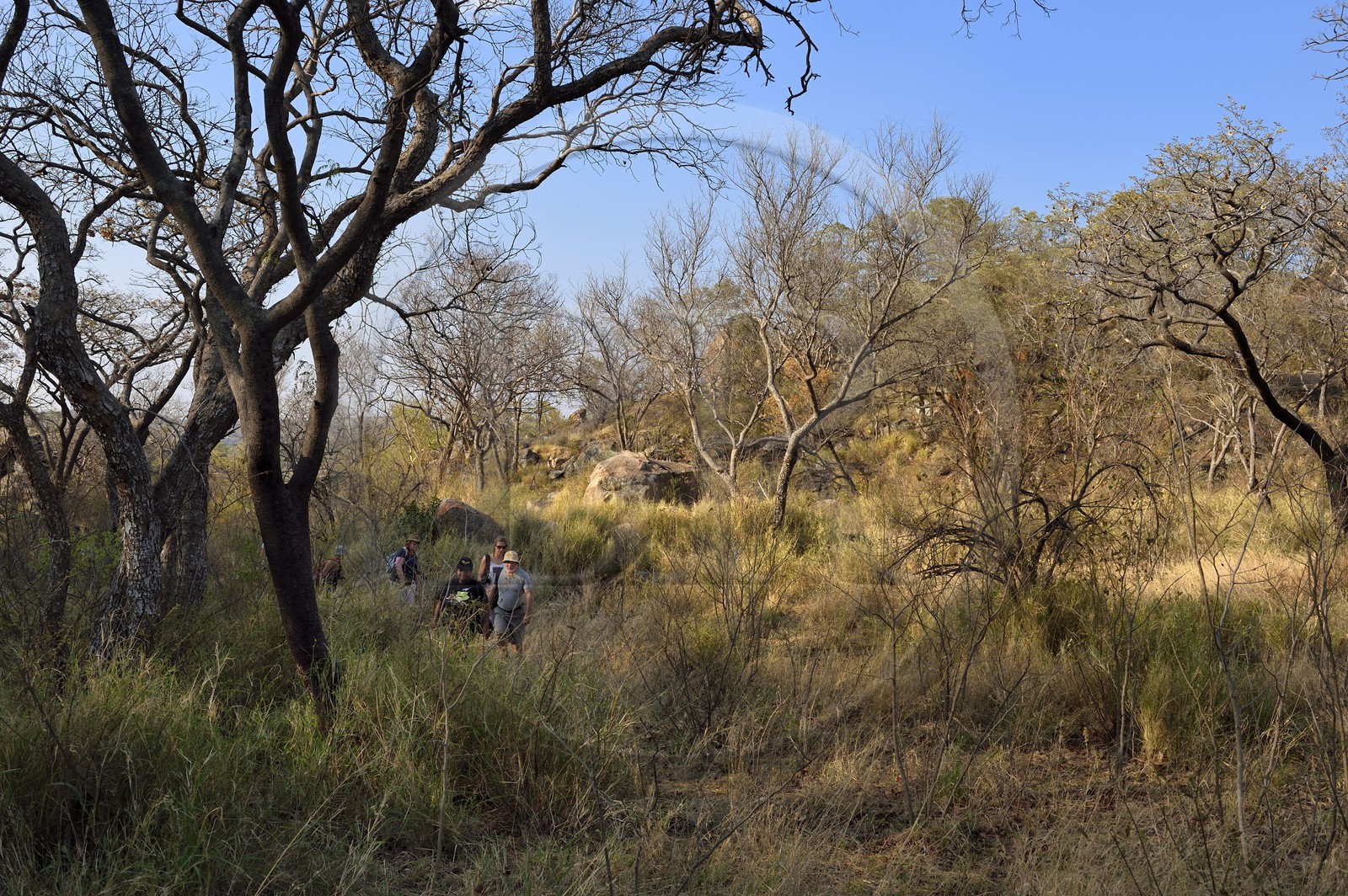 Zimbabwe, province de Matabeleland méridional, Matobo ou Matopos Hills National Park, classé Patrimoine Mondial de l'UNESCO,  safari à pied à la recherche de rhinocéros blanc (Ceratotherium simum)