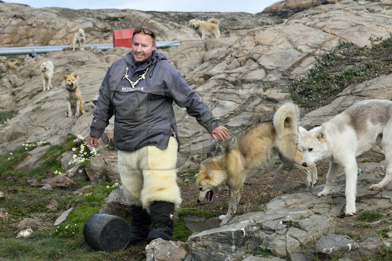 Groenland, cote ouest, Uummannaq, l'éleveur de chiens de traineau Malti Suulutsun portant un pantalon en peau d'ours