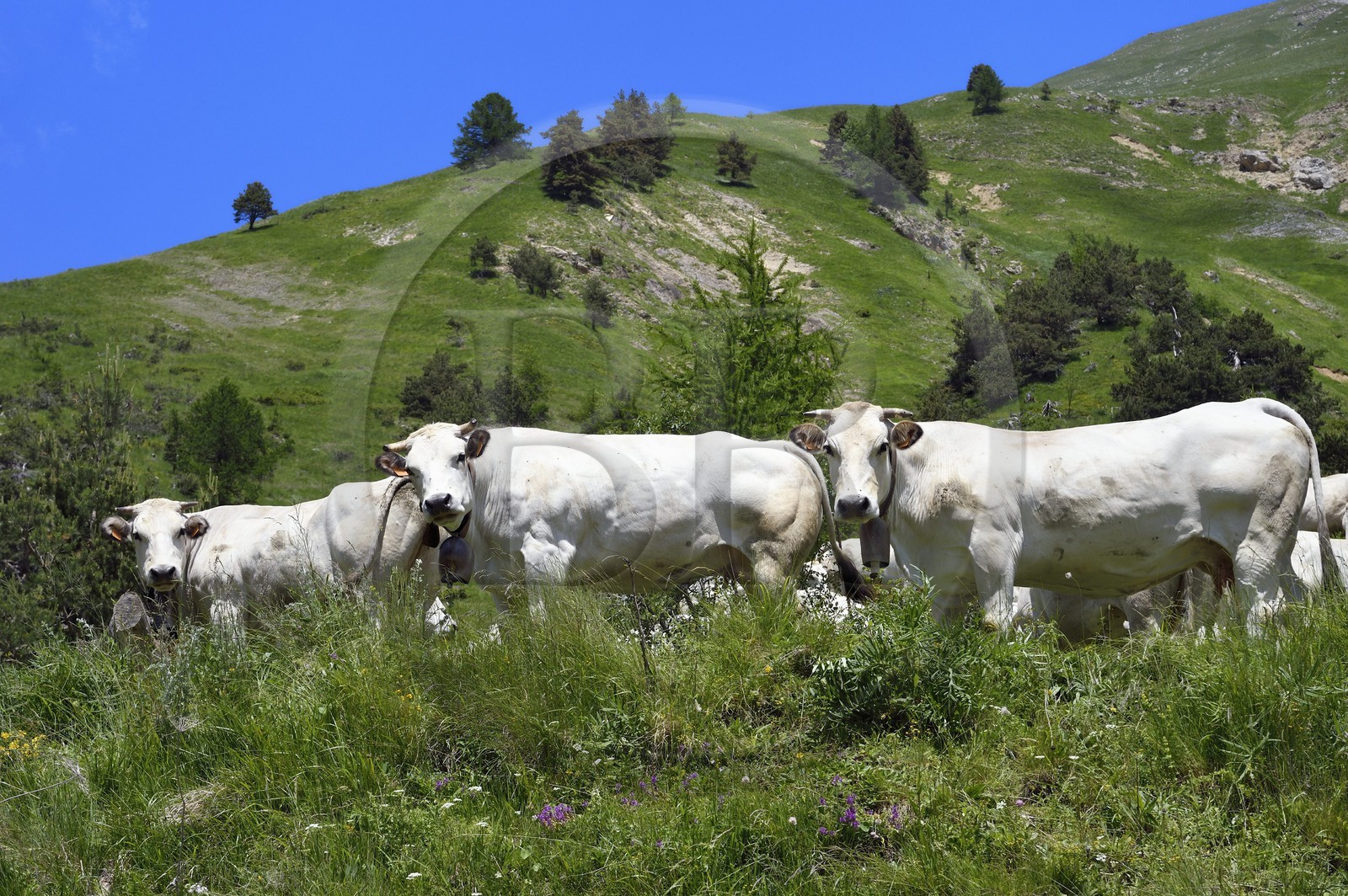 France, Alpes-Maritimes (06), vallée de la Roya (arrière-pays niçois), au pied du parc national du Mercantour, Tende, vallée de la Casterine vers Casterino, troupeau de vaches piemontaises en alpage