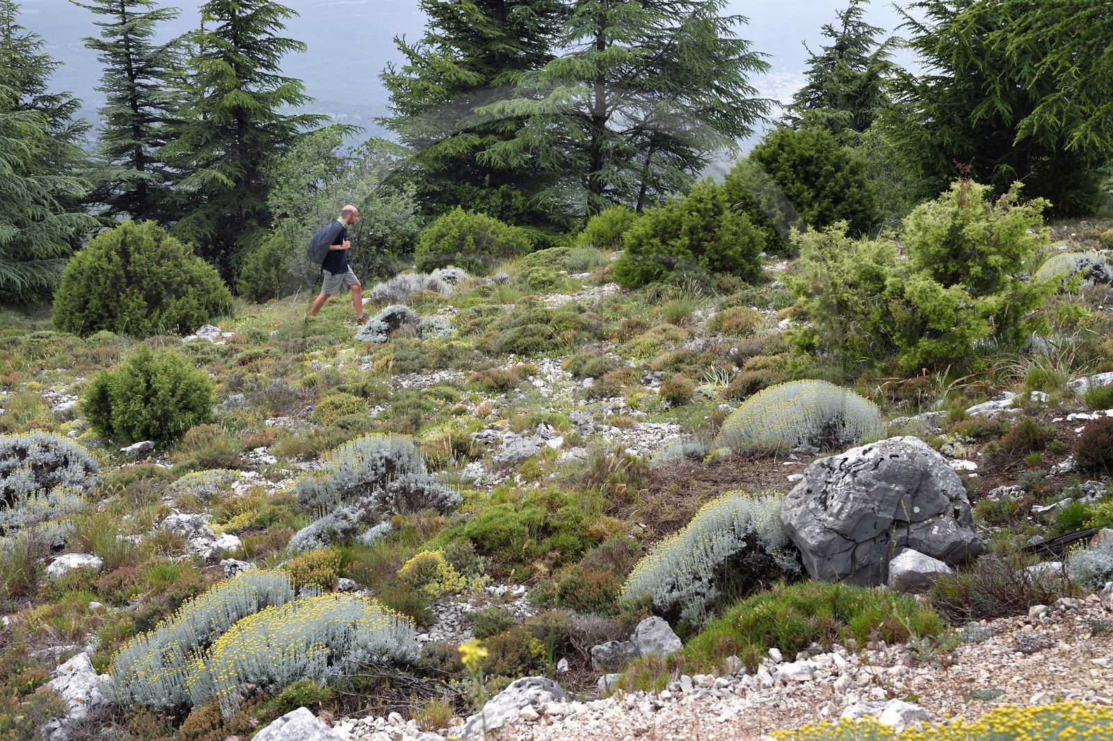 France, Var (83), Plan-d'Aups-Sainte-Baume, parc naturel régional de la Sainte-Baume, Massif de la Sainte-Baume, randonneur sur le GR 98 au sommet de la falaise entre le Saint-Pilon et le Pic de Bretagne, Benoit Milan chargé de mission Education à l'environnement et au territoire au sein du Parc