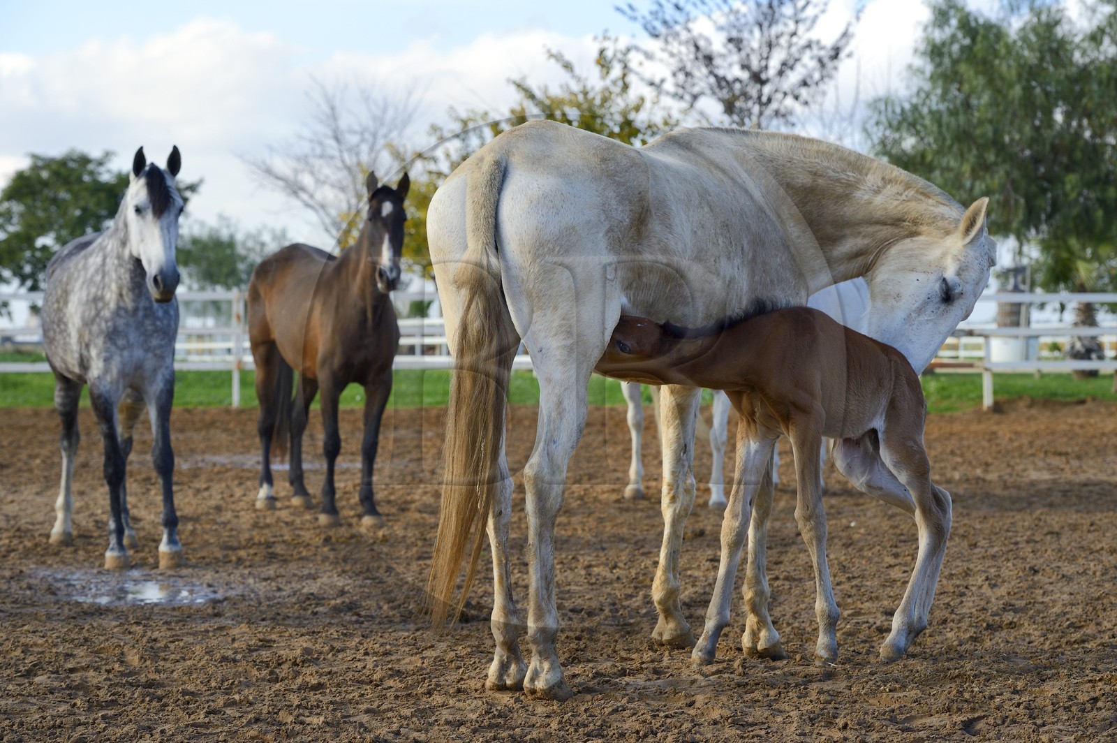 Espagne, Andalousie, province de Séville, Utrera, le haras Ayala (Yeguada Ayala), Pure race espagnole ou PRE (Pura Raza Espanola), poulain allaitant sa mère