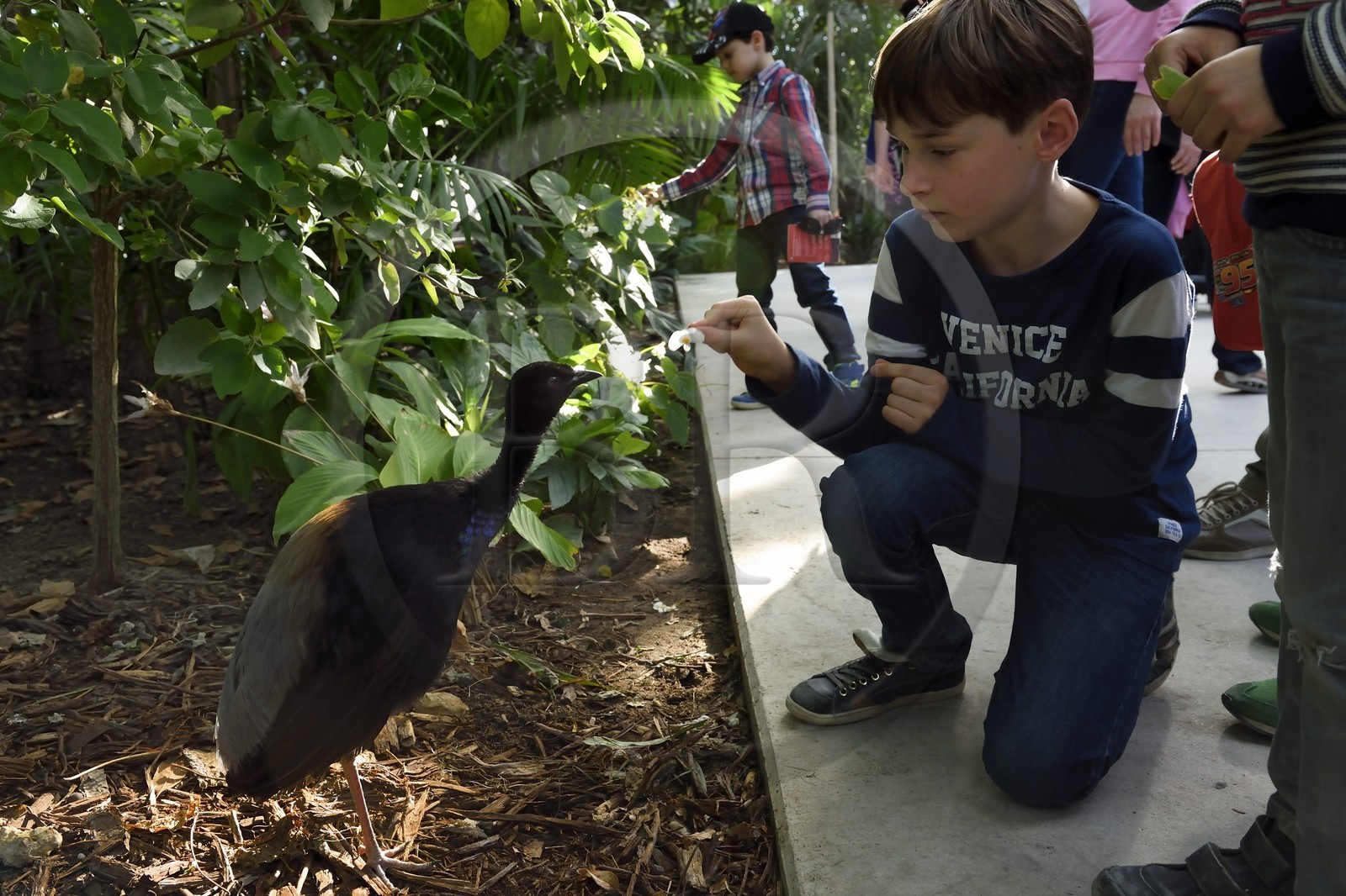 France, Paris (75), Le Parc zoologique de Paris (Zoo de Vincennes), restitution de la végétation tropicale dans la Grande Serre dans dans la biozone Guyane