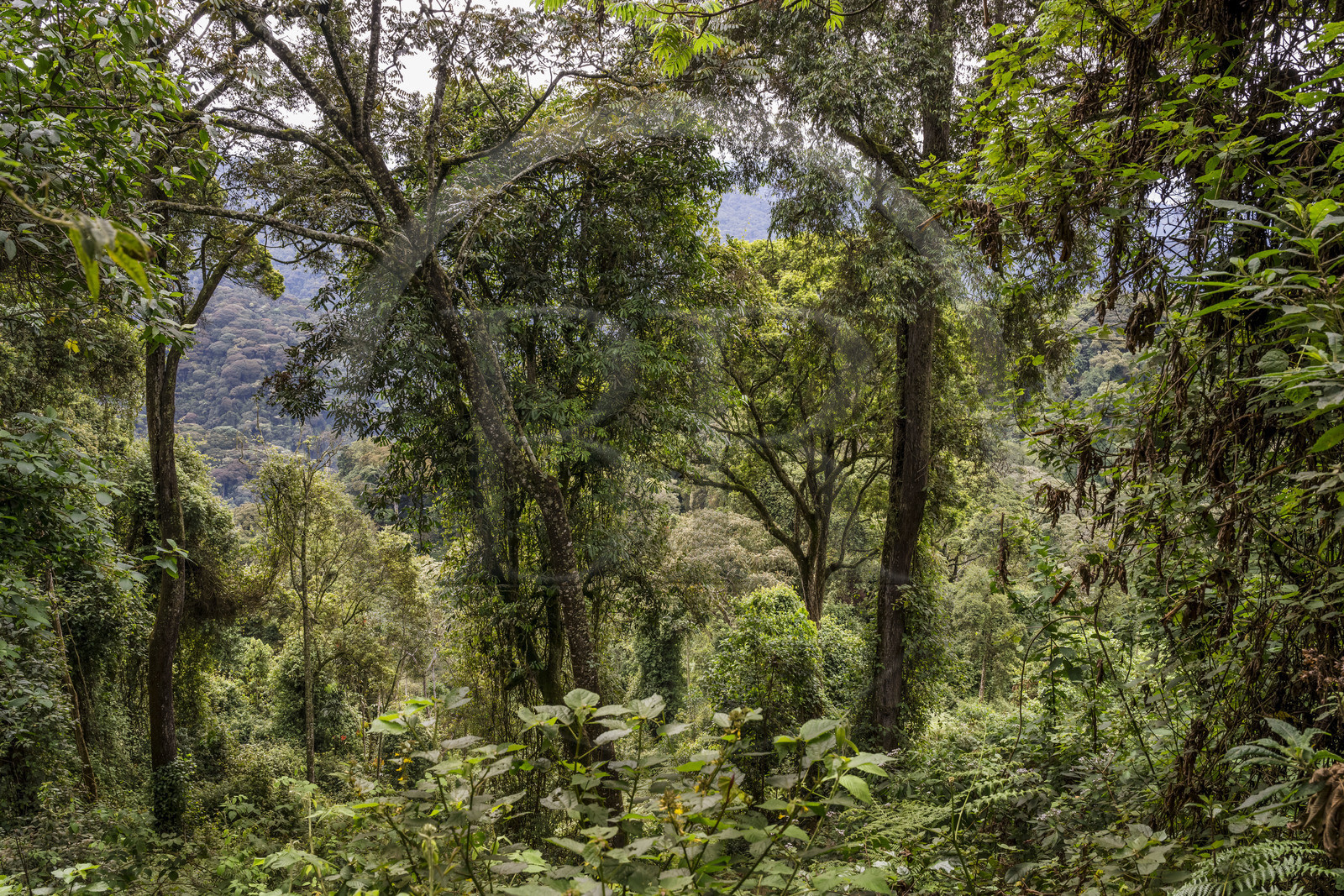 Rwanda, Western Province, Ibanda Hill at Uwinka, Nyungwe National Park, the rainforest
