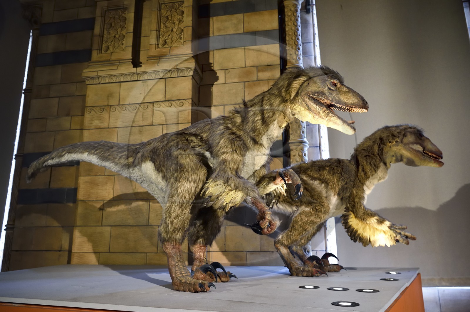 Royaume-Uni, Londres, Kensington, musée d’histoire naturelle (Natural History Museum), reconstitution animée de Deinonychus (terrible griffe) parent de velociraptor