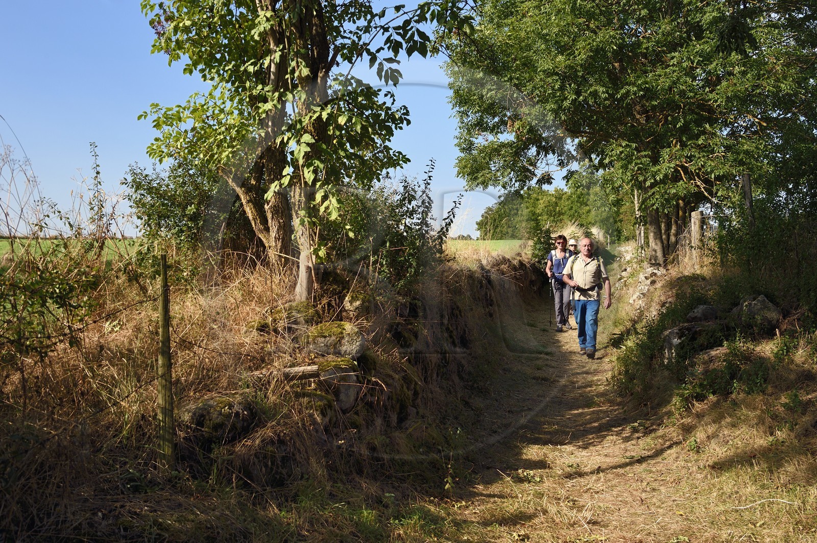 France, Cantal, Parc Naturel Régional des Volcans d'Auvergne (regional nature park of Auvergne volcanoes), step on the Way of St. James to Santiago de Compostela by Via Arverna, Chalinargues, Mons hamlet, hikers walking in the sunken path