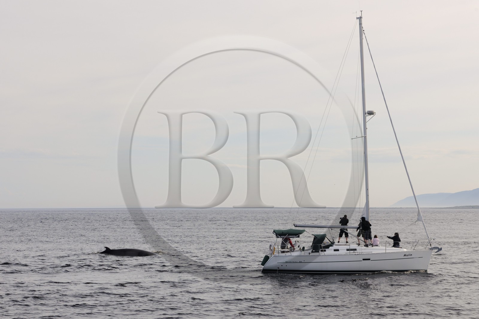Canada, Quebec Province, Manicouagan, Tadoussac, humpback whale in the Gulf of Saint Lawrence