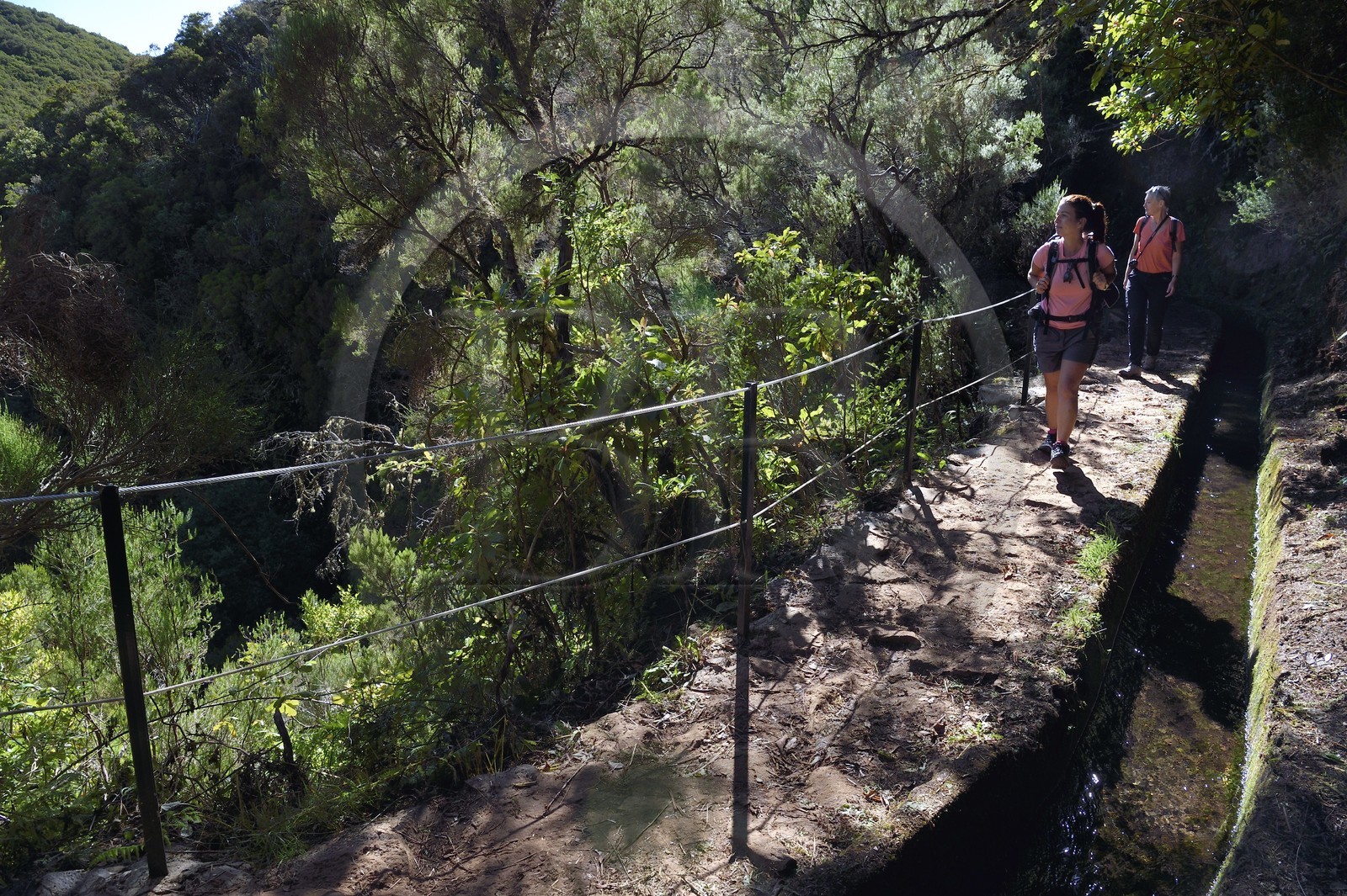 Portugal, Ile de Madère, randonnée par la levada do Alecrim dans La forêt de Rabaçal, la laurisilva, unique vestige de la forêt primaire qui recouvrait le sud de l’Europe il y a des millions d’années