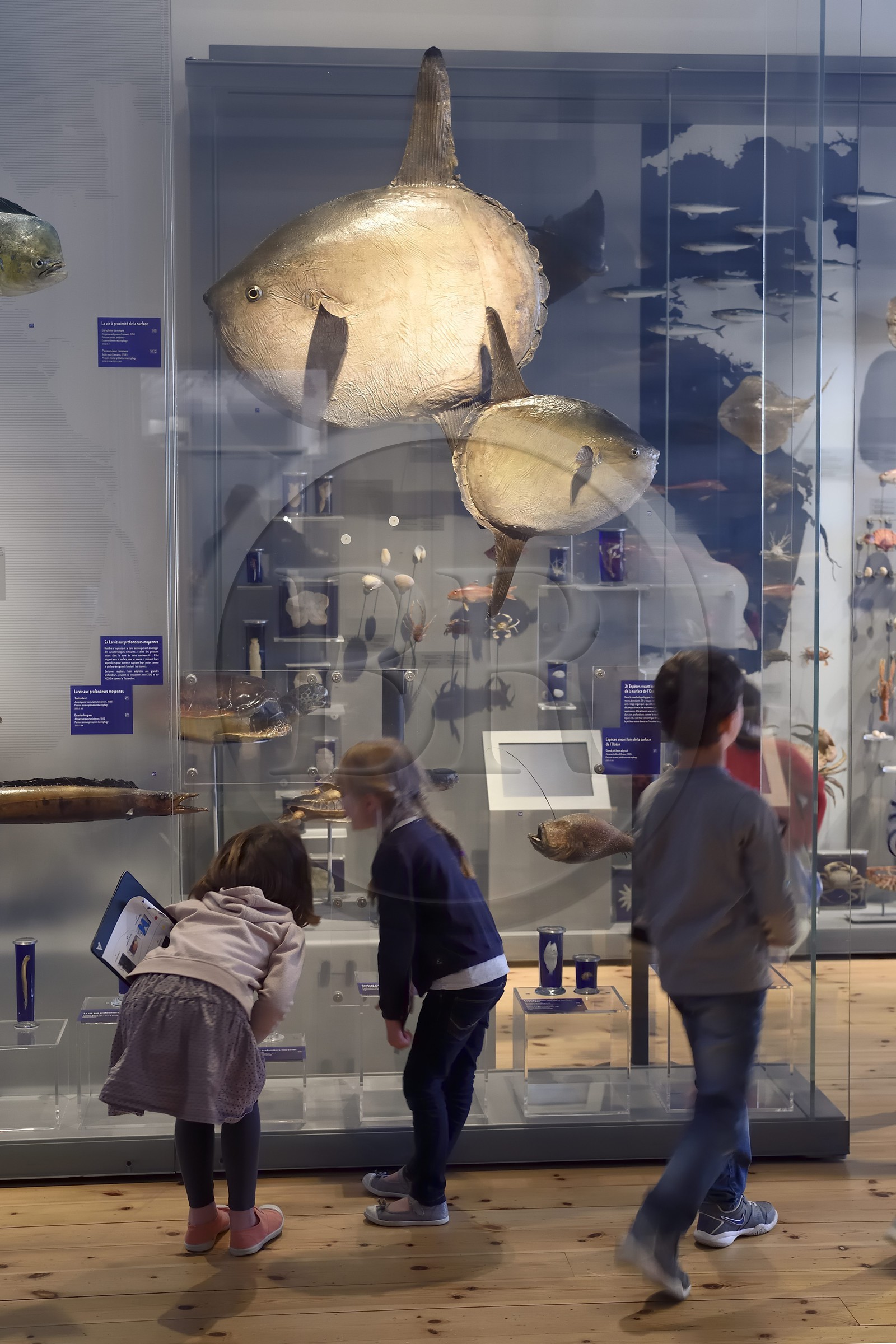 France, Charente-Maritime (17), La Rochelle, le Muséum d'histoire naturelle (muséum Lafaille), galerie de zoologie marine