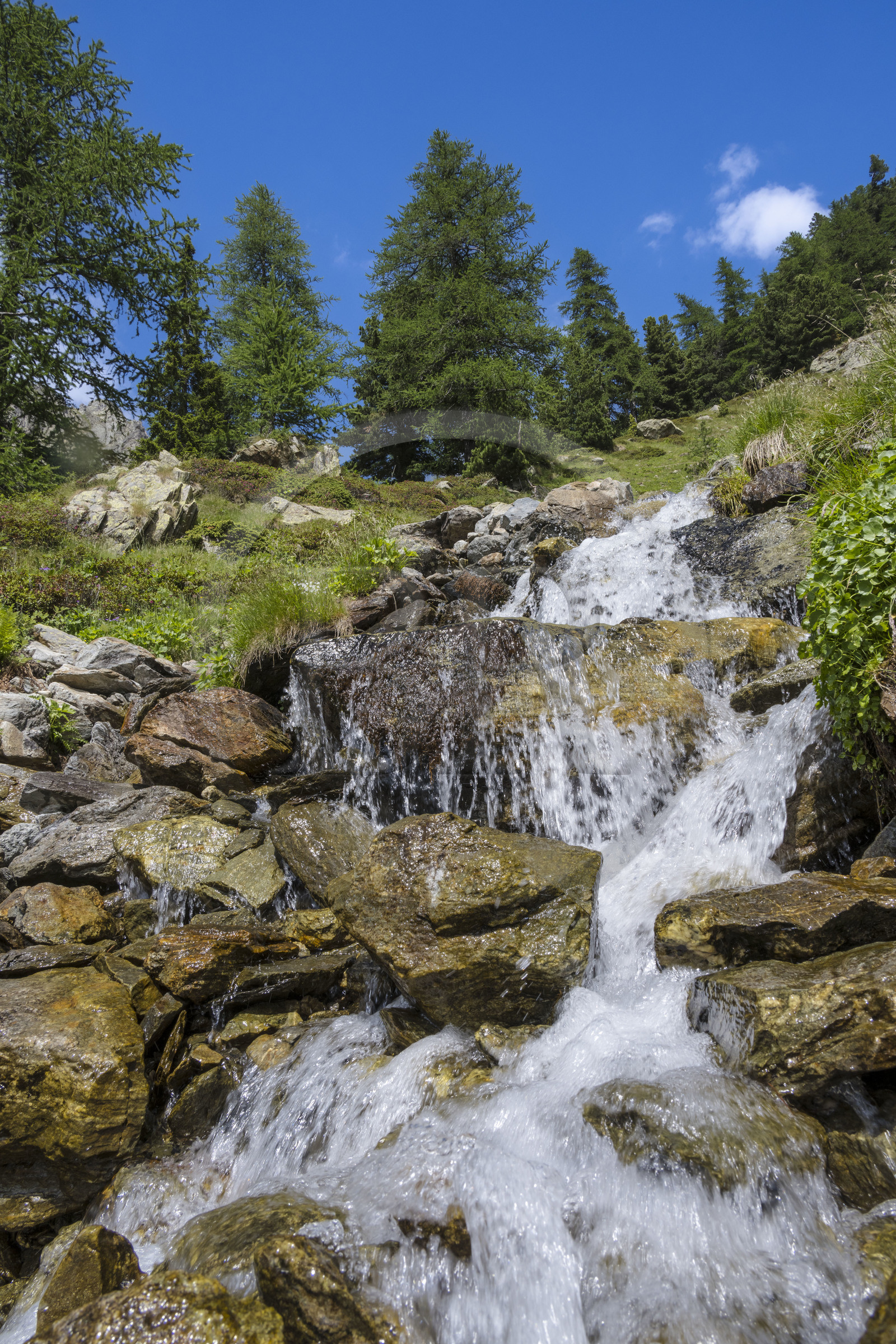 France, Alpes-Maritimes, Parc National du Mercantour (Mercantour national park), Haute Vesubie, Saint Martin Vesubie, Val du Haut Boréon, small stream on the edge of the GR 52 towards the Cougourde refuge