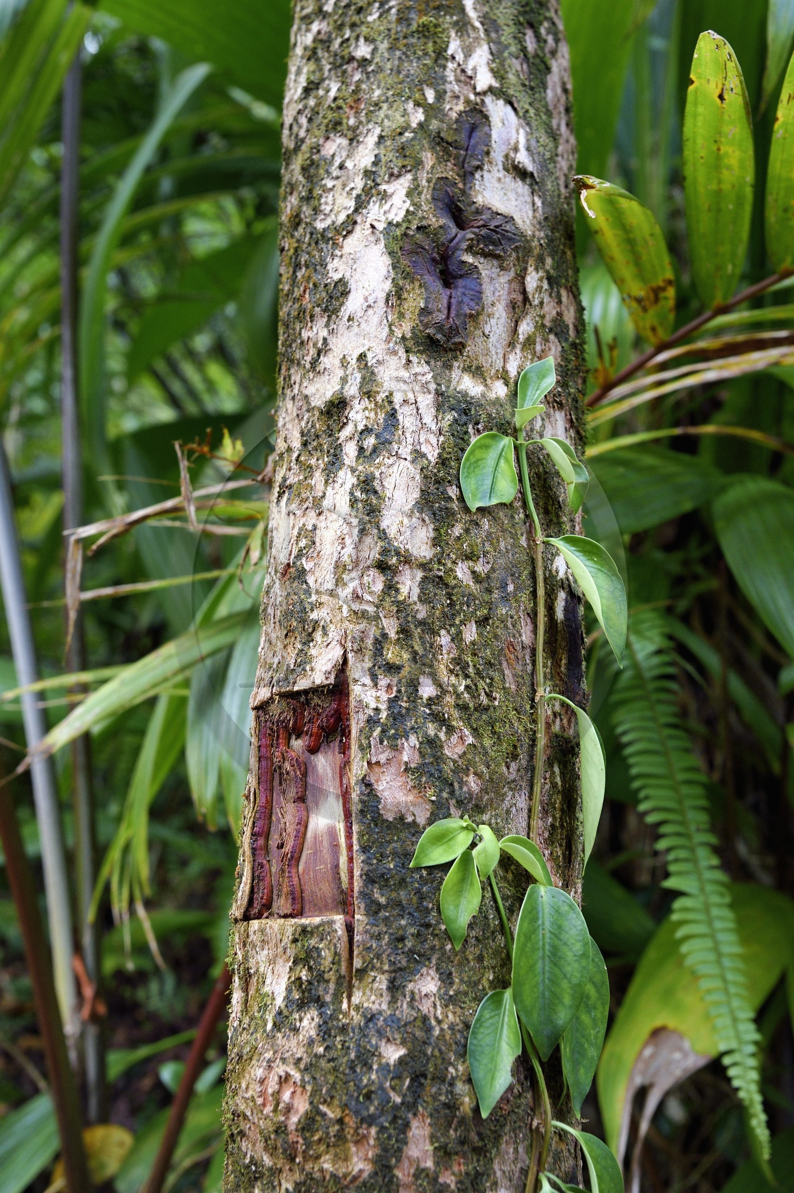 Caraïbes, Ile de la Dominique, Castle Bruce, Parc national du Morne Trois Pitons classé Patrimoine Mondial de l'UNESCO, sentier traversant la forêt tropicale et menant à la la Vallée de la Désolation puis au Boiling Lake, écorce connue sous le nom de Bois bandé (Richeria grandis), couramment utilisé en guise d'aphrodisiaque