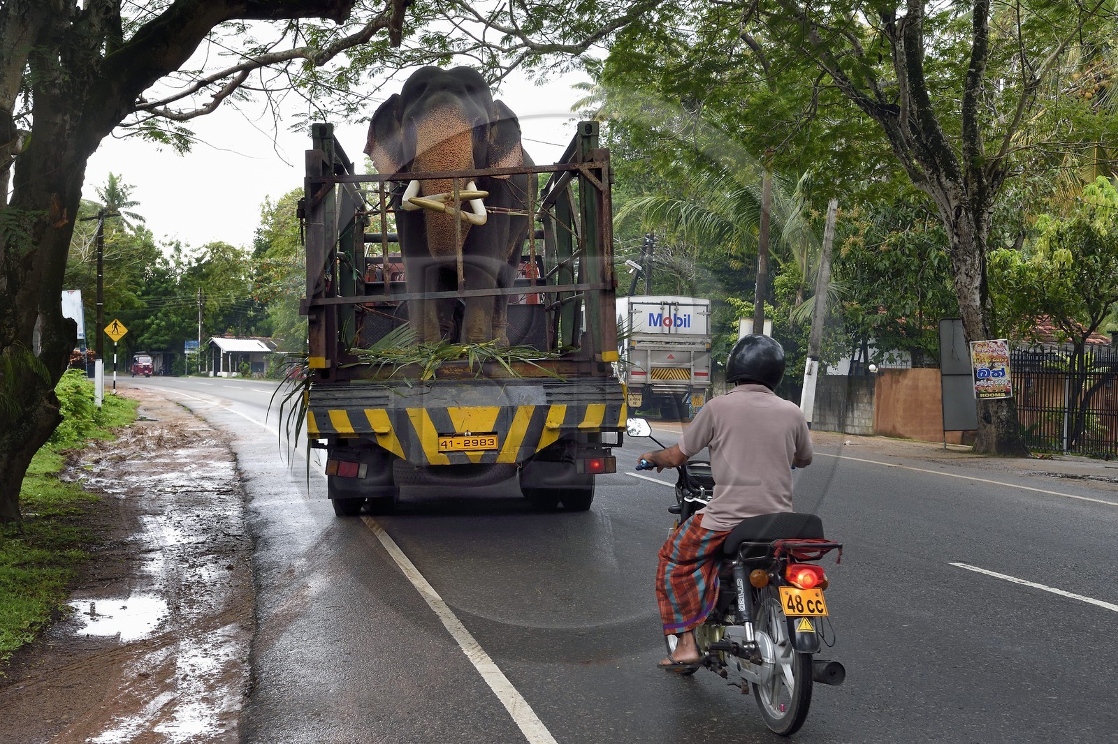 Sri Lanka, Southern Province,  Weligama, an elephant transporter brings an elephant to a ceremony