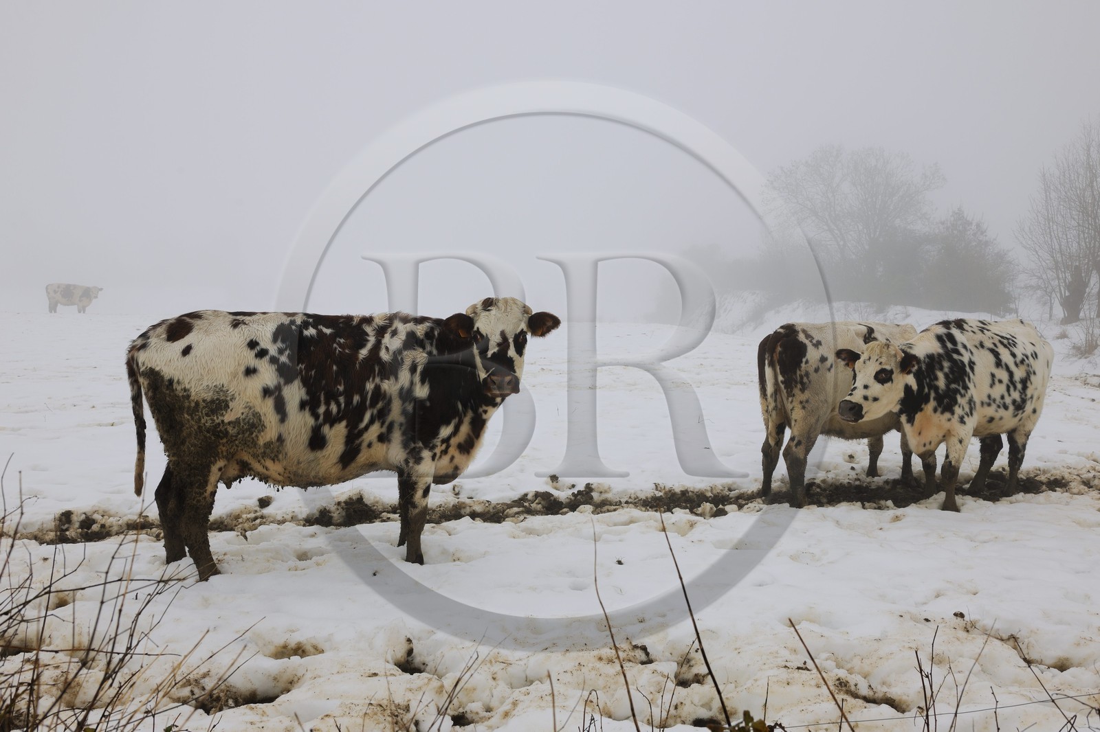 France, Manche (50), Cotentin, marais de la Douve vers Liesville-sur-Douve, vaches dans le brouillard et la neige