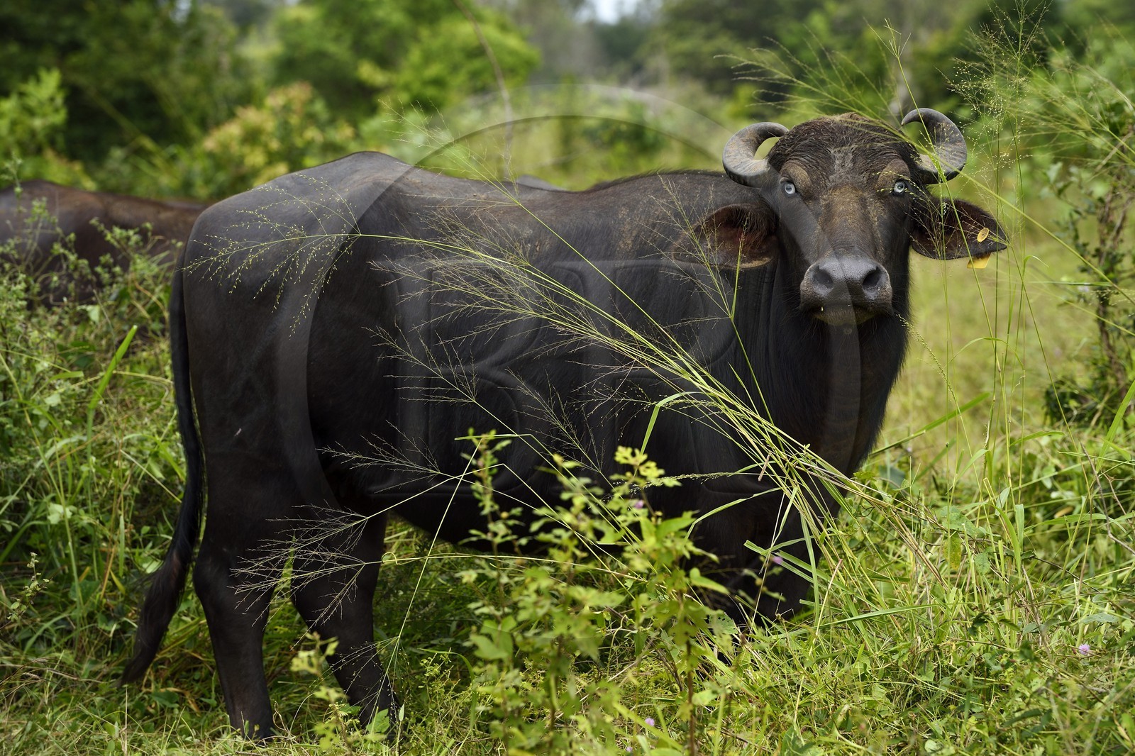 Sri Lanka, Eastern Province, Trincomalee region, buffalo