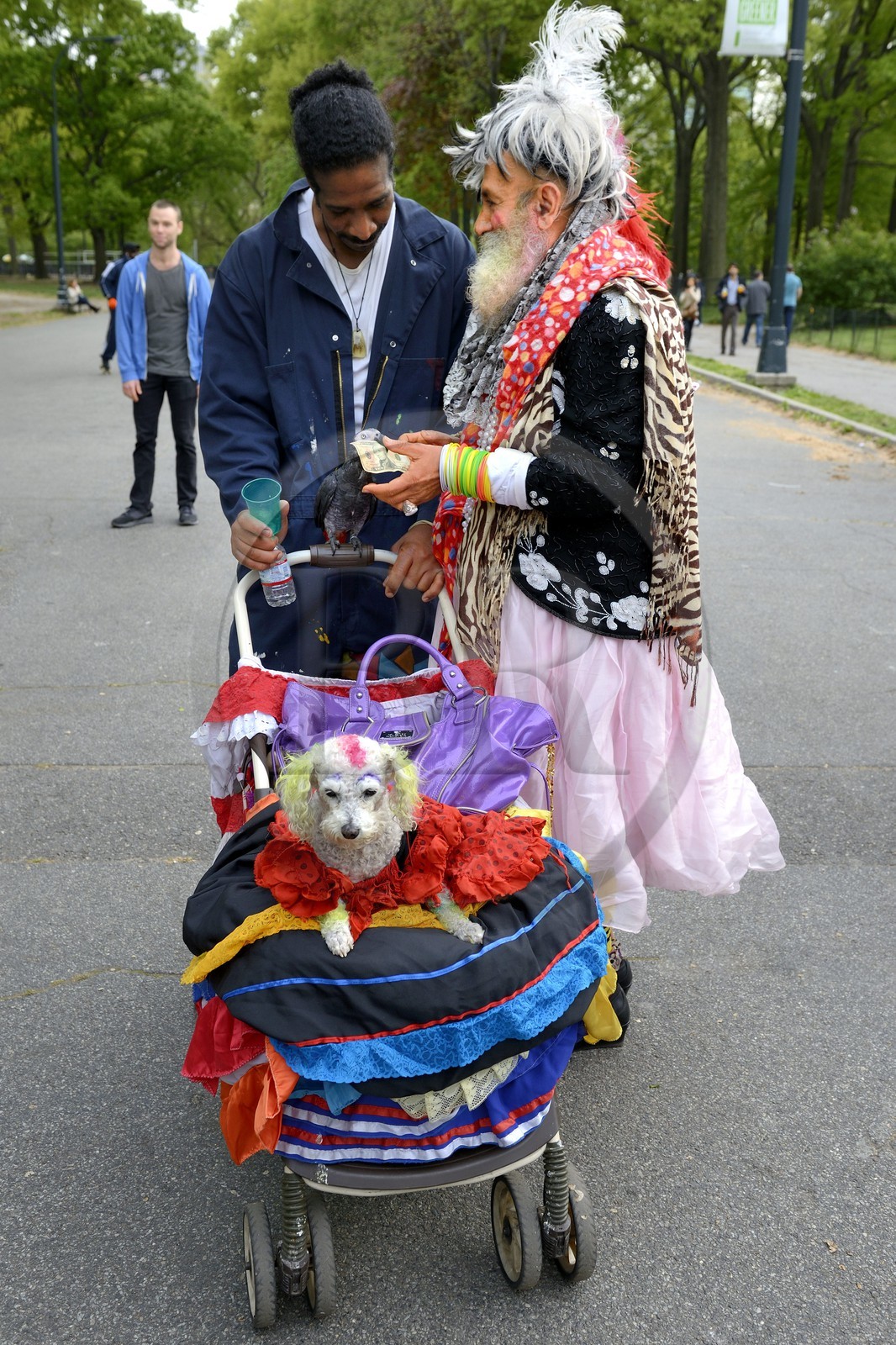 Etats-Unis, New York, Manhattan, Central Park, homme un peu original déguisé en femme avec perroquet et chien grimé dans une poussette