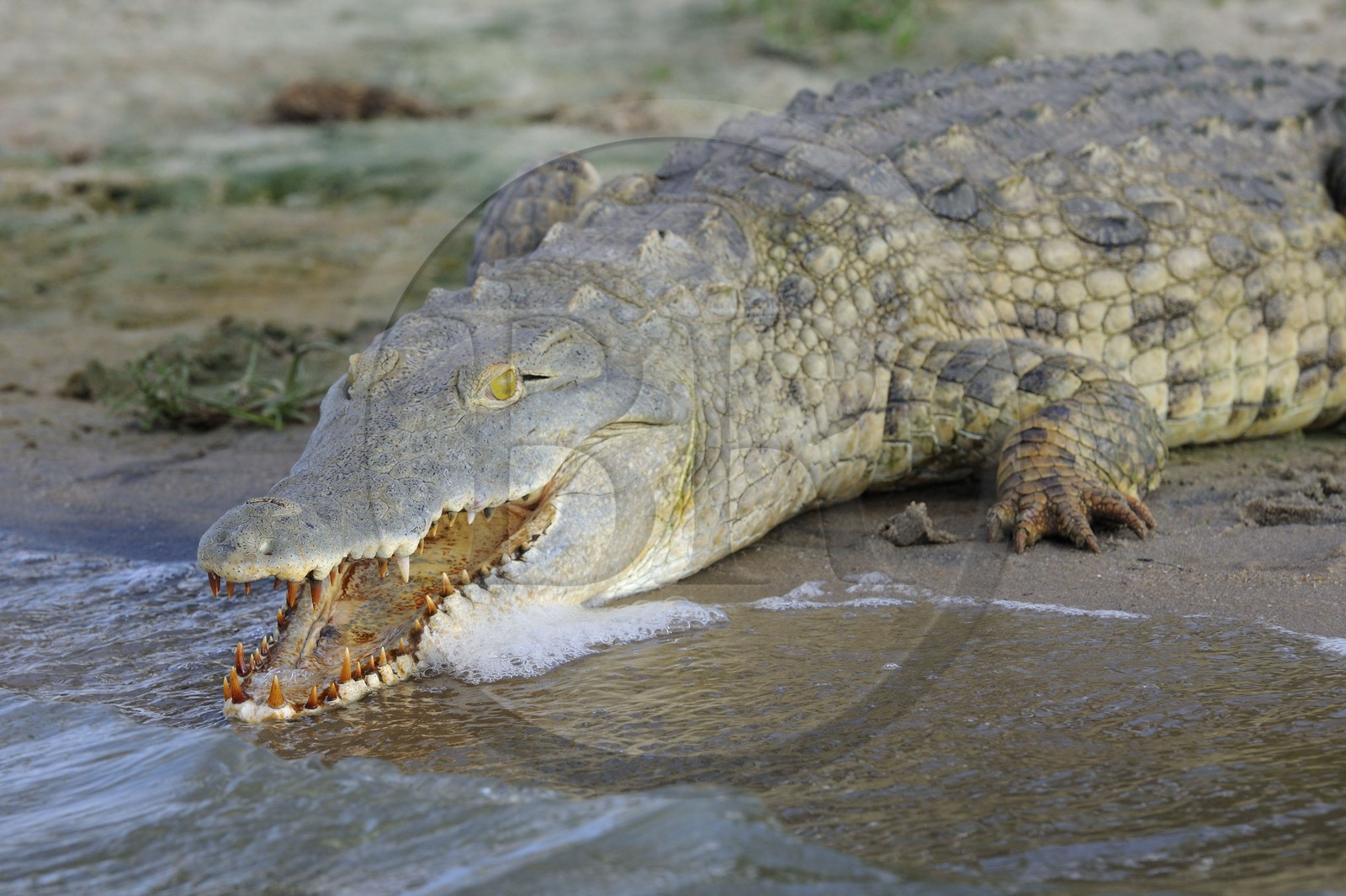 Tanzania, Selous Game Reserve is one of the largest fauna reserves of the world and designated a UNESCO World Heritage Site in 1982, Nile crocodile (Crocodylus niloticus) on the lake Nzerakera from the Rufiji river