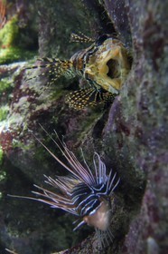 France, Charente-Maritime, La Rochelle, Aquarium La Rochelle, Compulsory Mention, Indo-Pacific zone, spotfin lionfish (Pterois antennata)