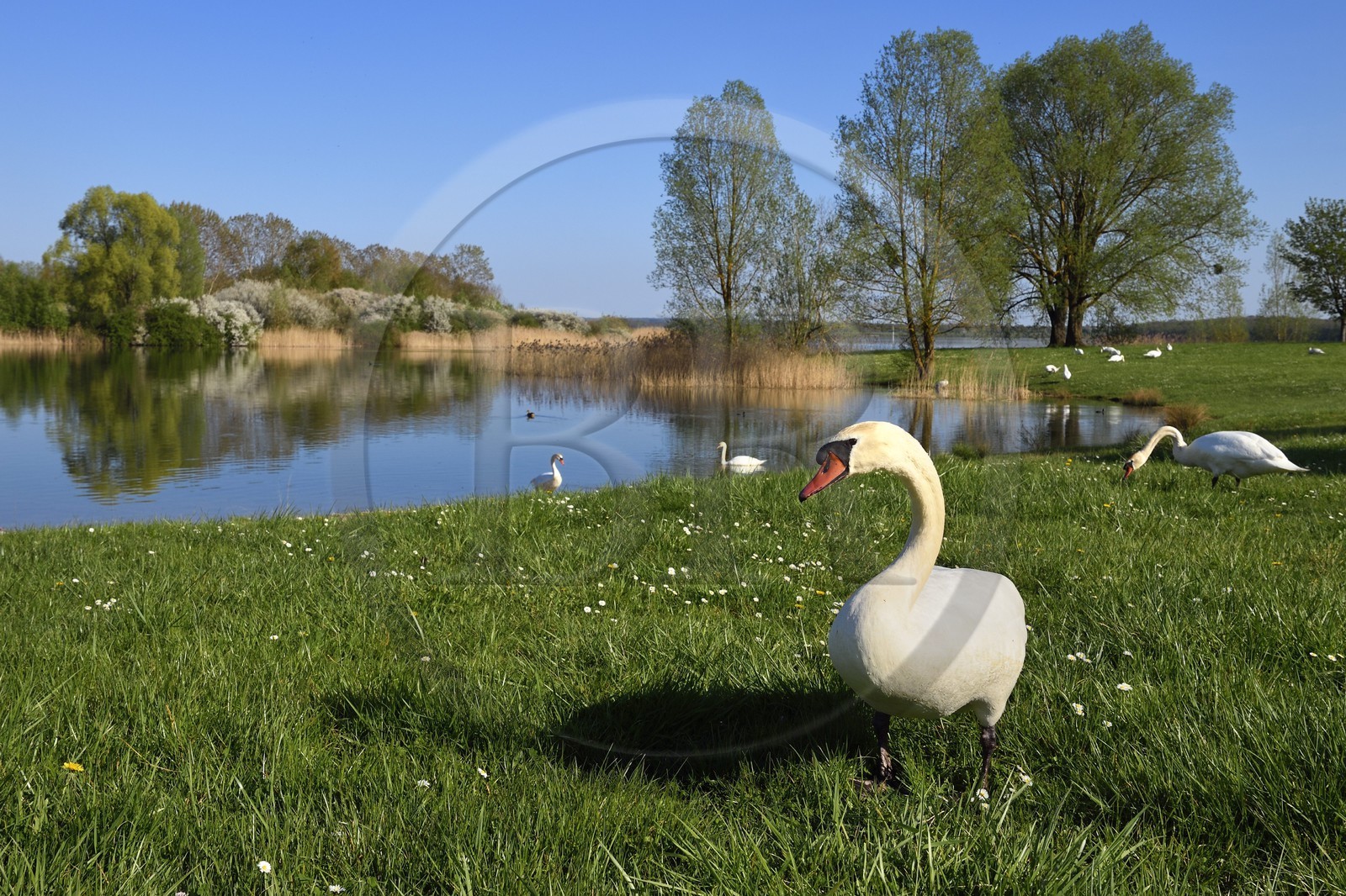 France, Meuse, Lorraine Regional Park, Cotes de Meuse, Heudicourt-sous-les-Cotes, swans on Lake Madine