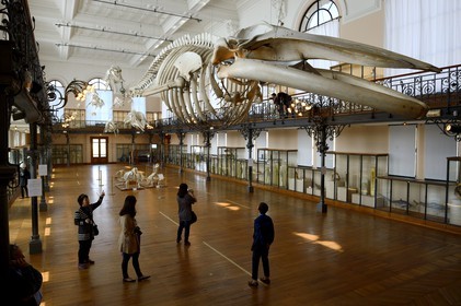 Principauté de Monaco, Monaco, le musée océanographique, la Salle de la Baleine permet de découvrir la collection d'Histoire Naturelle