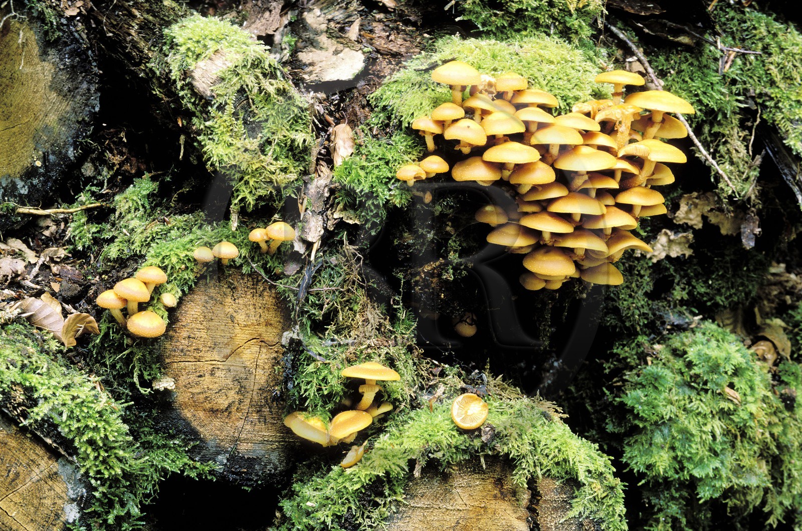 France, Corrèze (19), mousses et champignons sur les bords de la Doustre