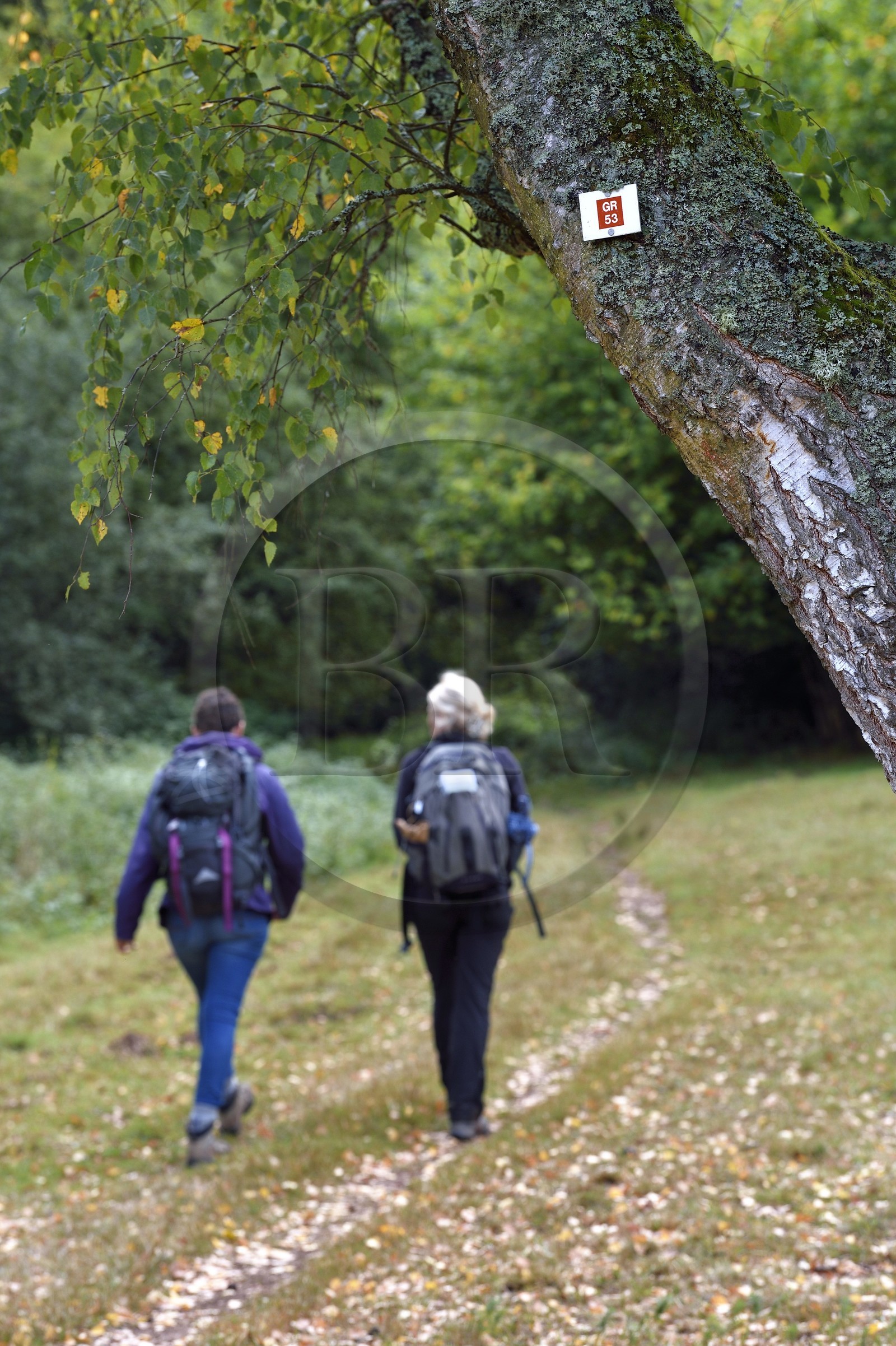 France, Bas-Rhin (67), Parc naturel régional des Vosges du Nord, Obersteinbach, le chemin de grande randonnée du GR 53