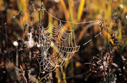 France, Doubs, Saint Point lake, spider's web