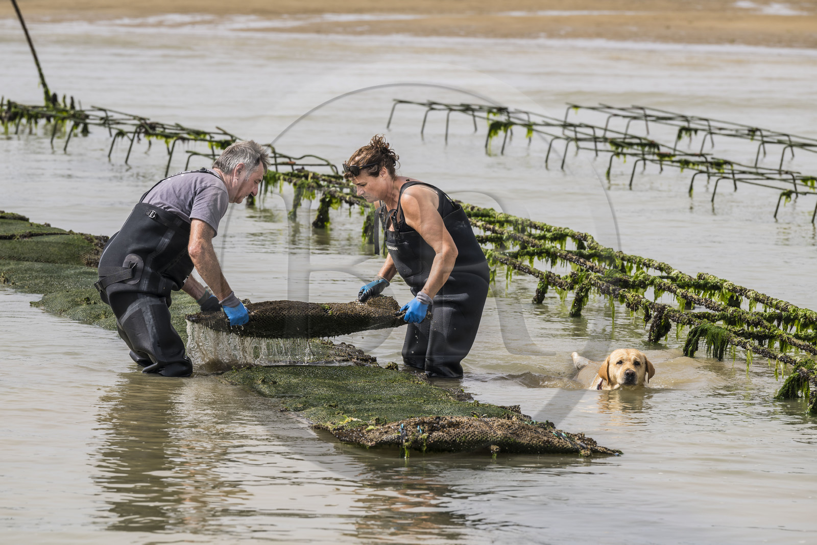 France, Charente-Maritime (17), Ile d'Oléron, Dolus-d’Oléron, les parcs du bassin de Marennes-Oléron dans le Pertuis d'Antioche, Nadia Quillet et son mari Eric retournent des poches de crassostrea gigas dans leurs parcs à huîtres à marée descendante