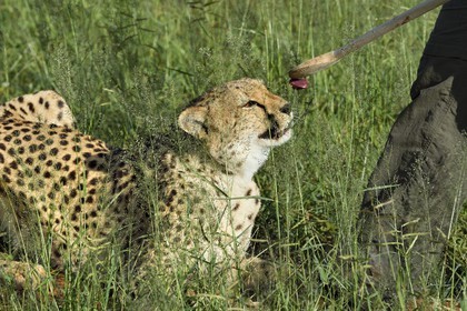 Namibia, Otjiwarongo, Cheetah Conservation Fund, research and education centre, cheetah (Acinonyx jubatus), reward given in exchange of the lure that the cheetah has hunted, the purpose of the exercise is to keep it in shape