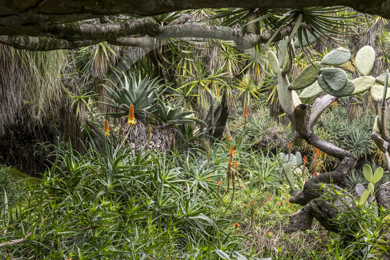 Portugal, Lisbonne, Jardin botanique de Lisbonne