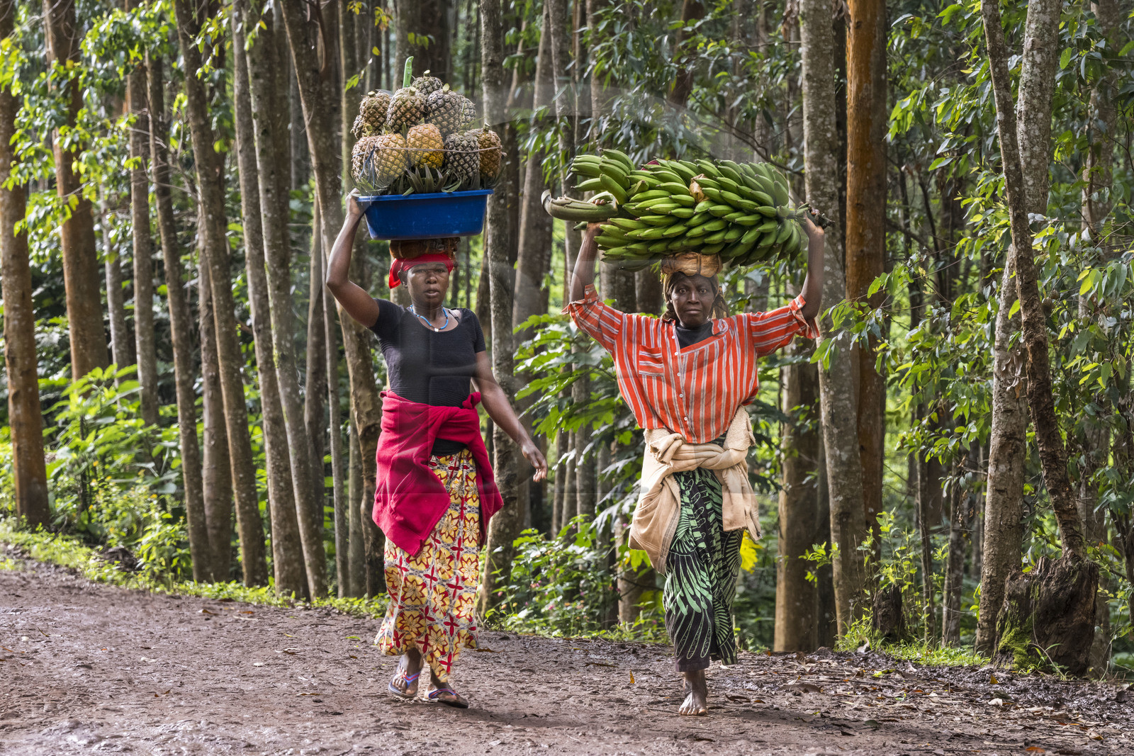 Rwanda, Western Province, Gisuma, peasant women going to market carrying on their heads a basket of pineapples (around 30kg) and a bunch of bananas