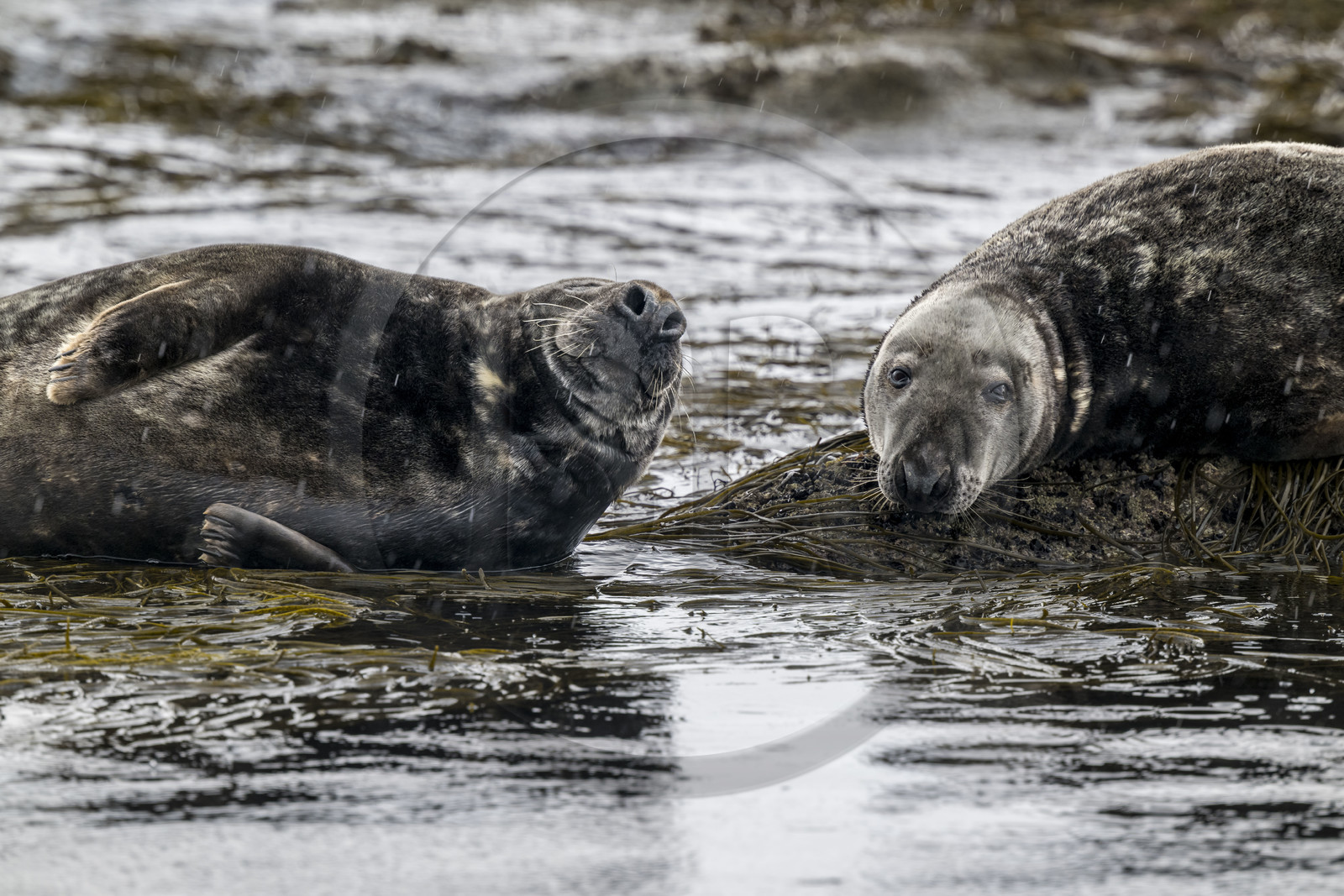 France, Finistère (29), Penmarch, archipel des Étocs, phoque gris (halichoerus grypus)