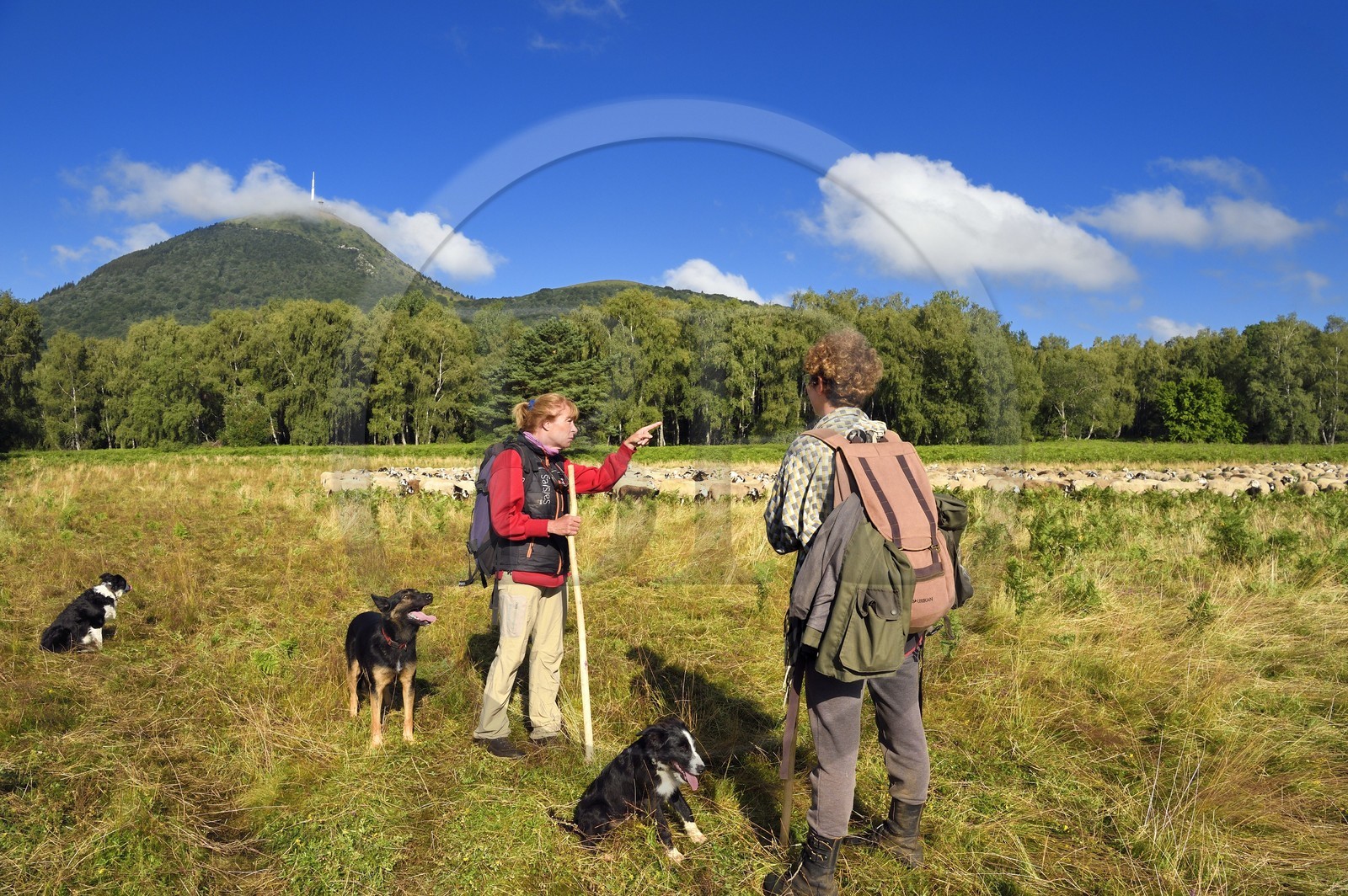 France, Puy de Dome, Parc Naturel Régional des Volcans d'Auvergne (regional nature park of Auvergne volcanoes), Chaine des Puys listed as World heritage by UNESCO, the two shepherdesses Ostiane and Charlotte keeping a flock of Rava sheep at the foot of the Puy de Dôme volcano