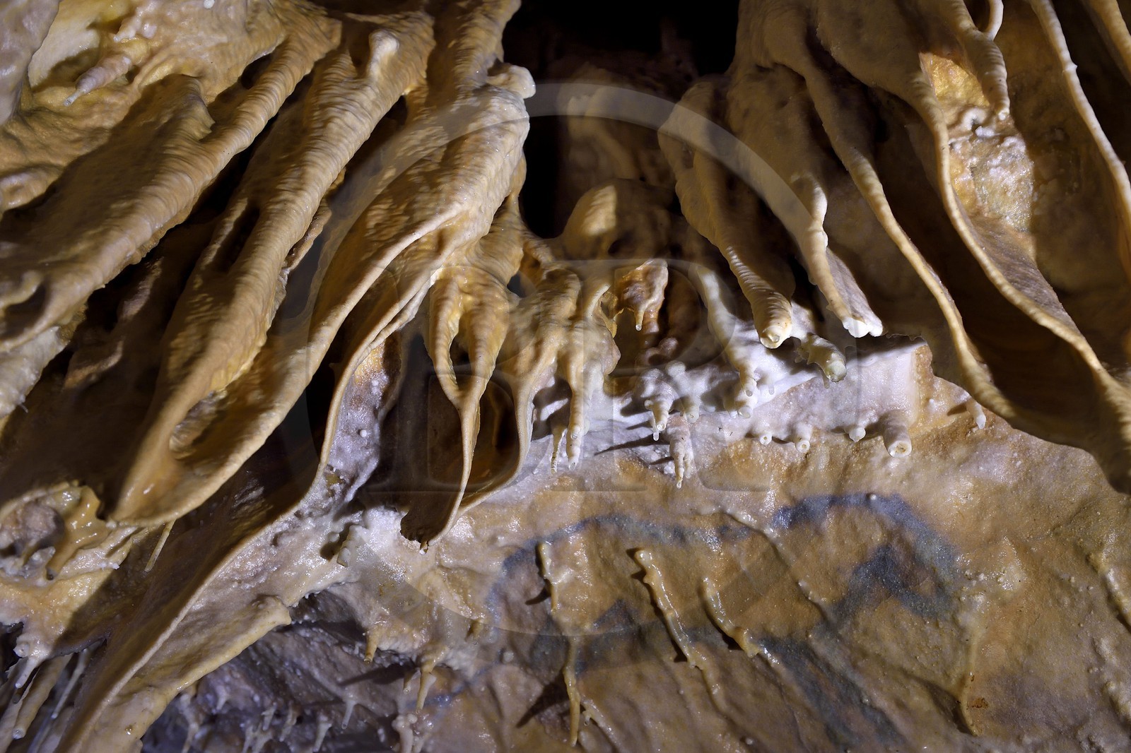 France, Dordogne, Perigord Vert, Villars, Villars Cave, Palaeolithic drawing called The small blue horse dated 17000 years (Magdalenian era)