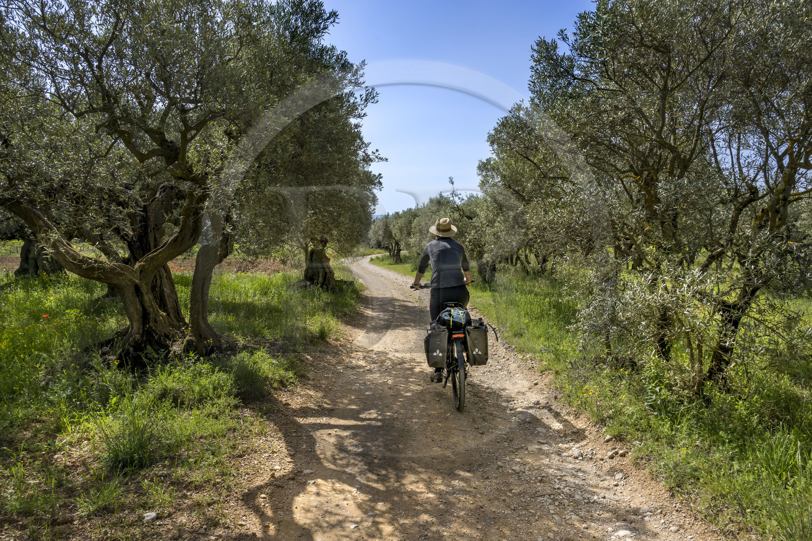 France, Vaucluse (84), Dentelles de Montmirail, Beaumes-de-Venise, randonnée à vélo électrique entre vigne et oliviers sur les petites routes