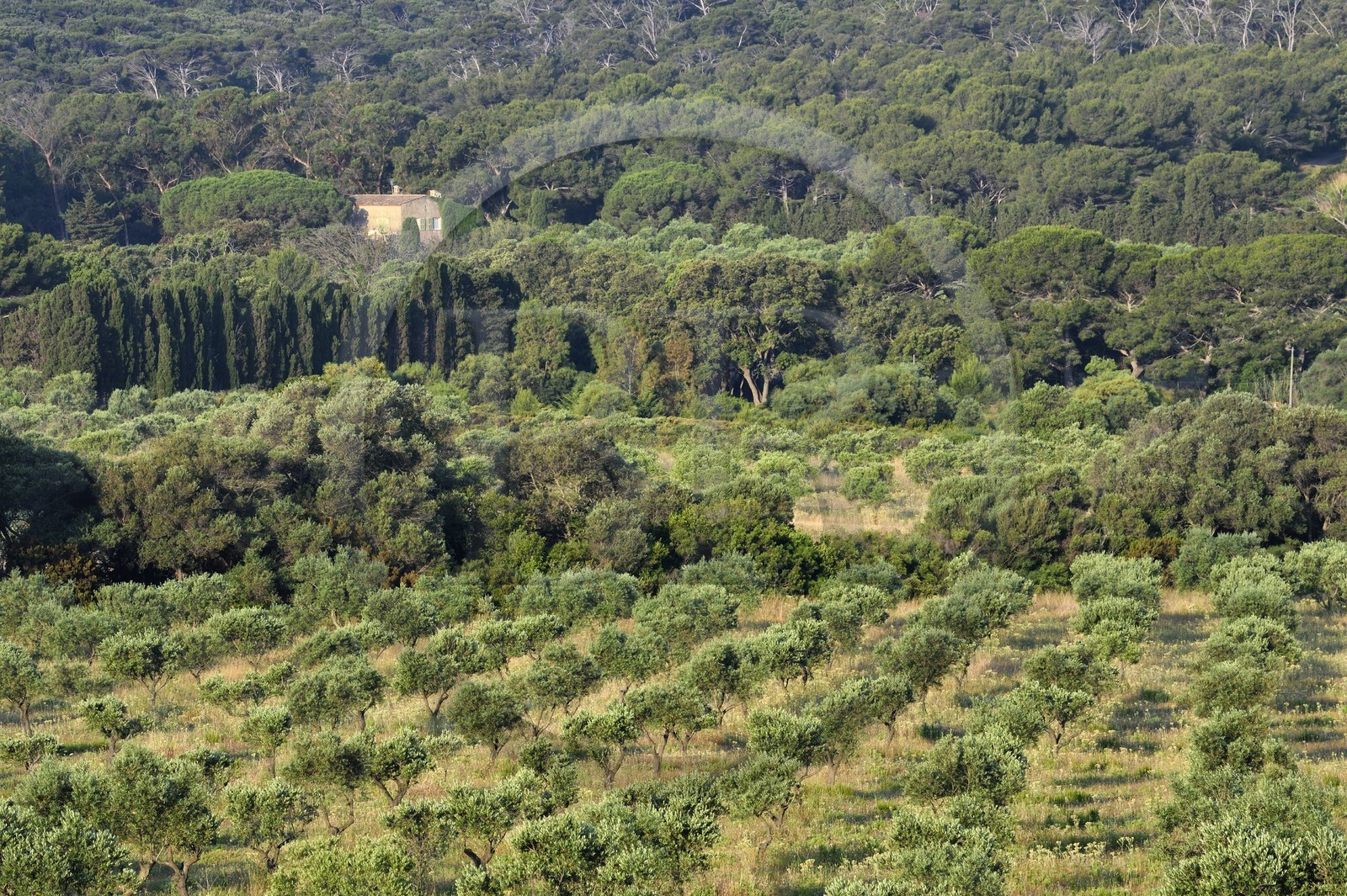 France, Var (83), Iles d'Hyères, parc national de Port Cros, Ile de Porquerolles, vergers de collections d'oliviers du Conservatoire botanique national méditerranéen dans la plaine de Porquerolles
