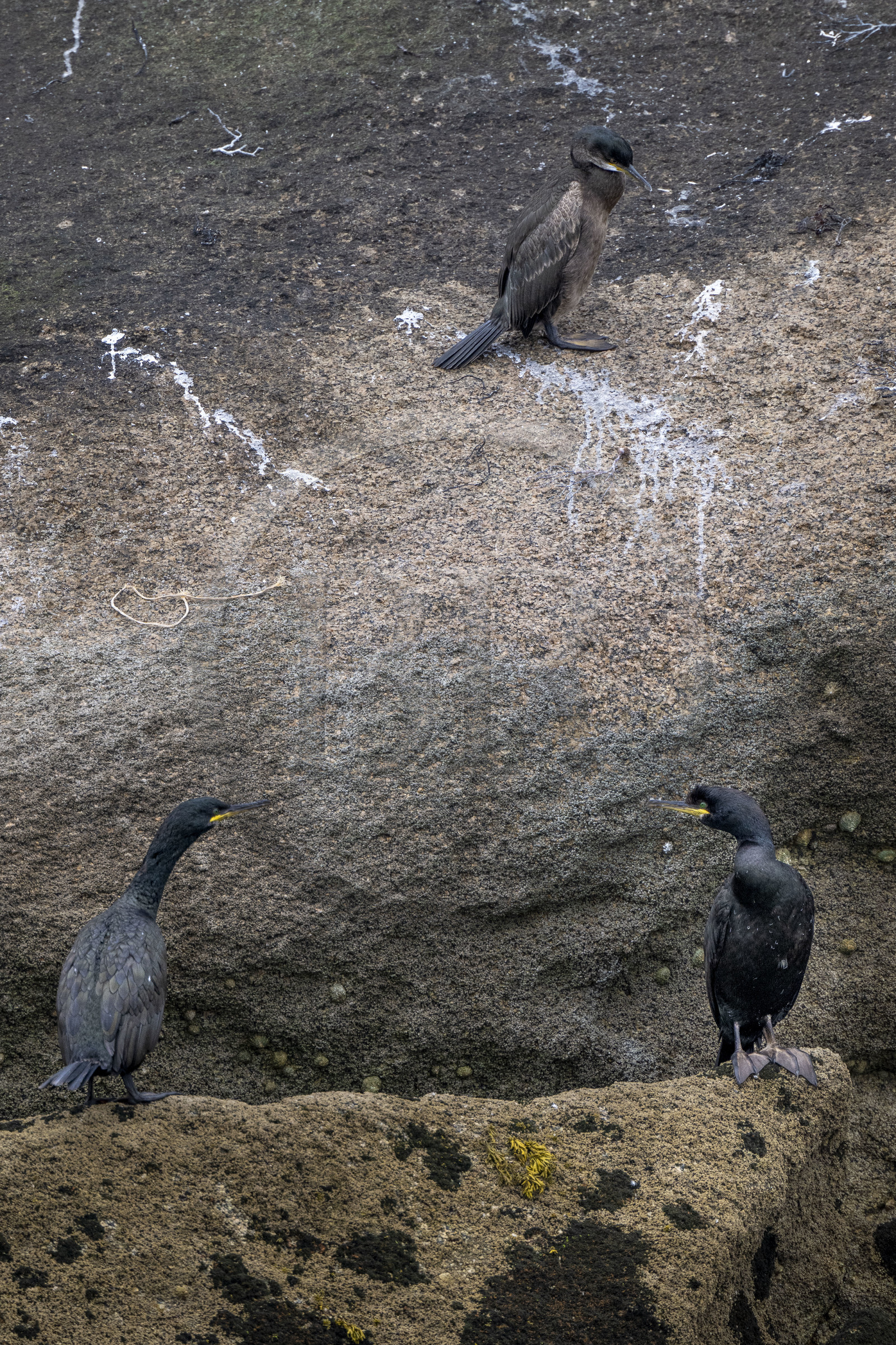 France, Finistère (29), Carantec, Réserve ornithologique des îlots de la Baie de Morlaix, Cormoran huppé (Gulosus aristotelis) sur l'Ile Vesoul