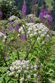 Switzerland, Canton of Vaud, Gryon, wasps