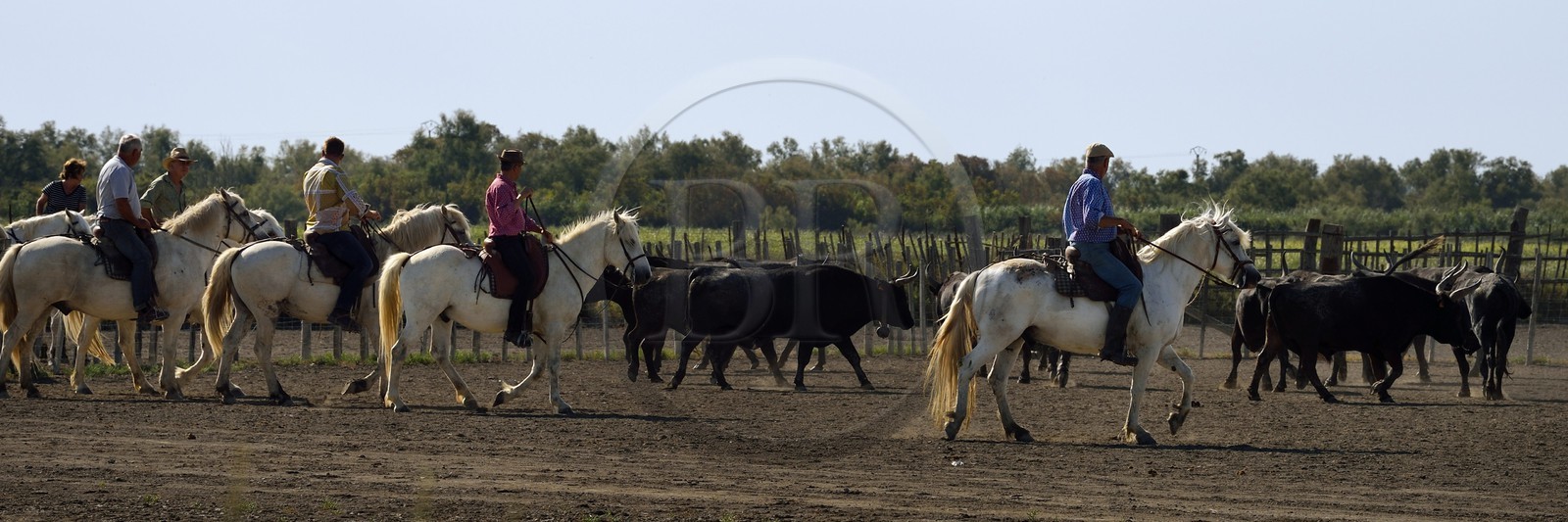 France, Bouches-du-Rhône (13), Parc naturel régional de Camargue, manade Jacques Mailhan, taureau camarguais appellé Raço di Biou, les gardians trient les taureaux