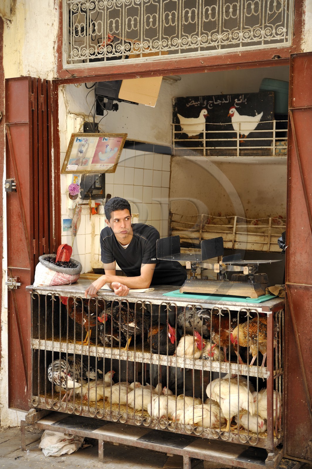 Morocco, Middle Atlas, Fez, Imperial City, Fez El Bali, medina listed as World Heritage by UNESCO, hen, chicken and cock salesman in a small shop