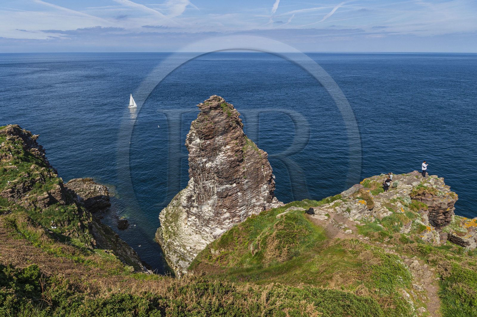 France, Ille-et-Vilaine (35), Côte d'Emeraude, Plévenon, le Cap Fréhel classé Natura 2000, rocher en grès de la Fauconnière où cohabitent des milliers d'oiseaux