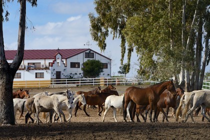 Spain, Andalusia, Seville Province, Utrera, the Ayala stud farm (Yeguada Ayala), Andalusian horse also known as the Pure Spanish Horse or PRE (Pura Raza Espanola)