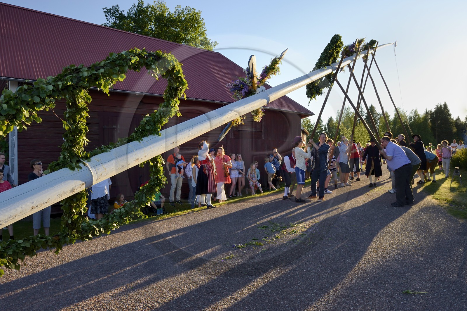 Sweden, Dalarna County, Leksand area, Midsummer celebrations in the tiny hamlet of Hjulbäck, uprising the maypole