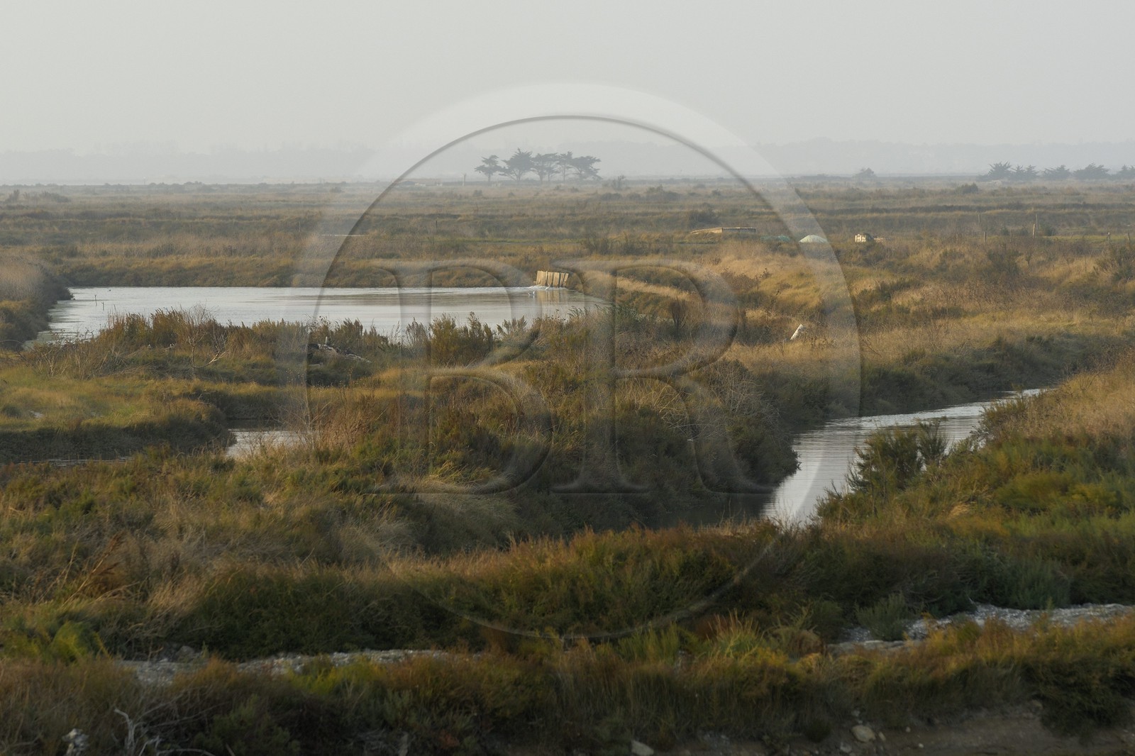 France, Charente-Maritime (17), ile de Ré