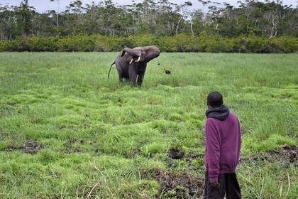 Gabon, Ogooue-Maritime Province, Loango National Park, Akaka site in the Fernan Vaz (Nkomi) Lagoon, African forest elephant (Loxodonta cyclotis)