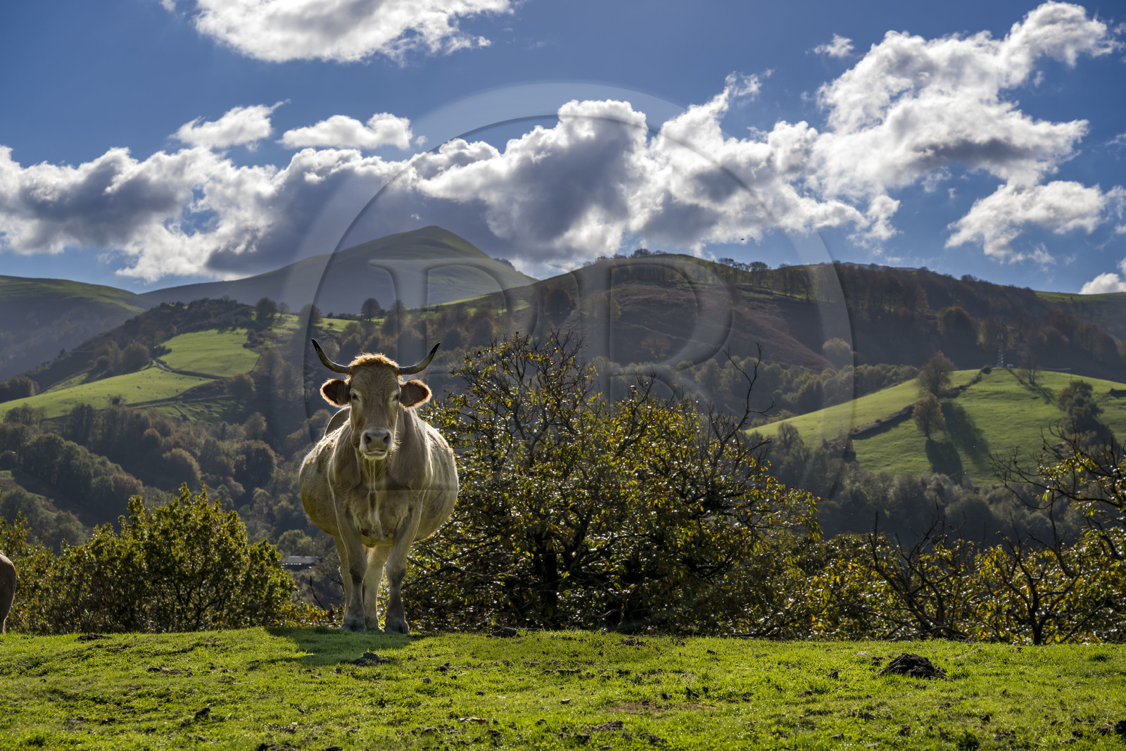France, Pyrénées-Atlantiques (64), Pays-Basque, vallée des Aldudes, vache sur la colline d'Elizamendi au dessus du village d'Urepel, le Kintoa (le pays Quint) en arrière plan